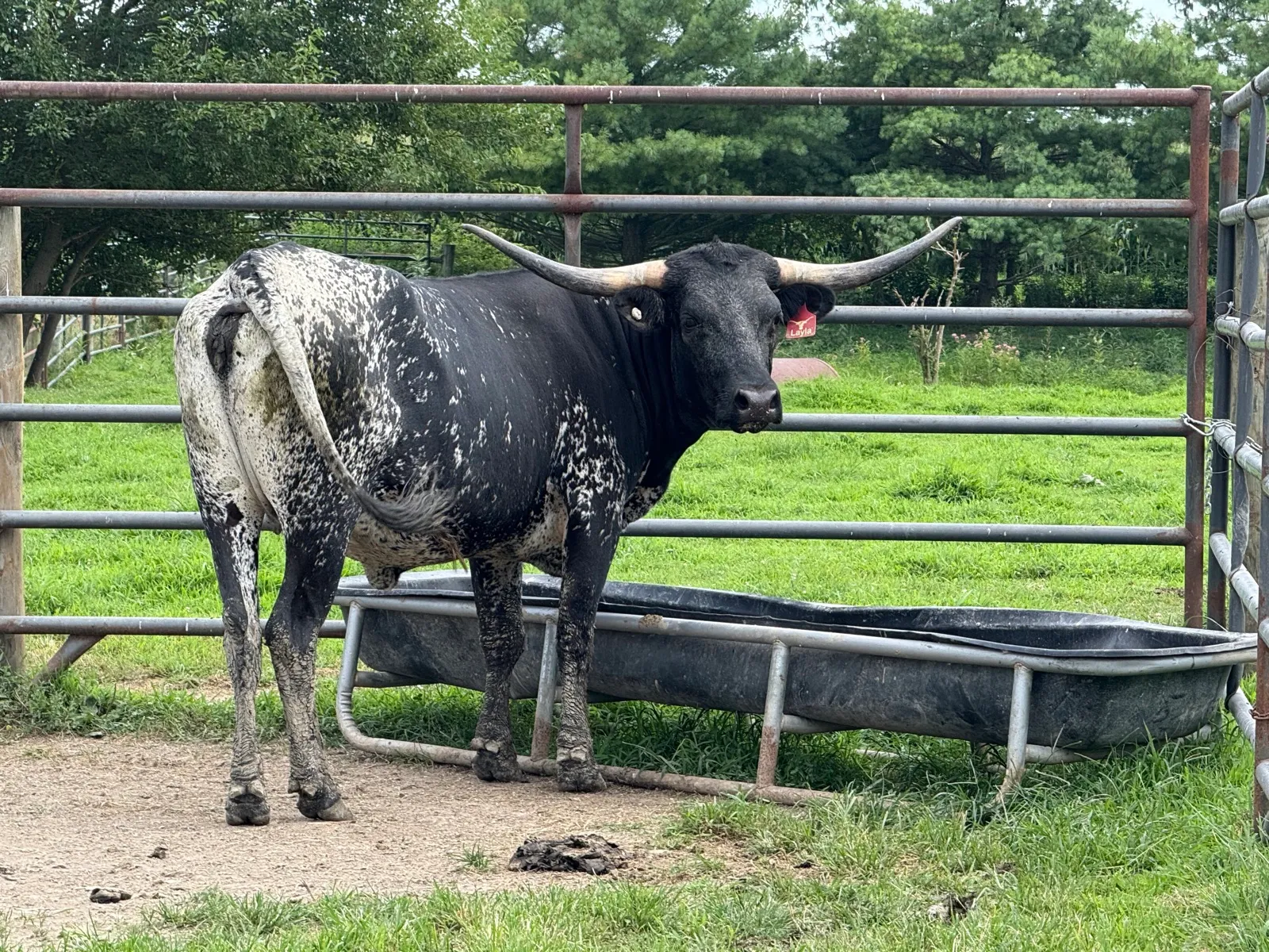 FF Promiseland Layla, black-and-white brindle Texas Longhorn cow