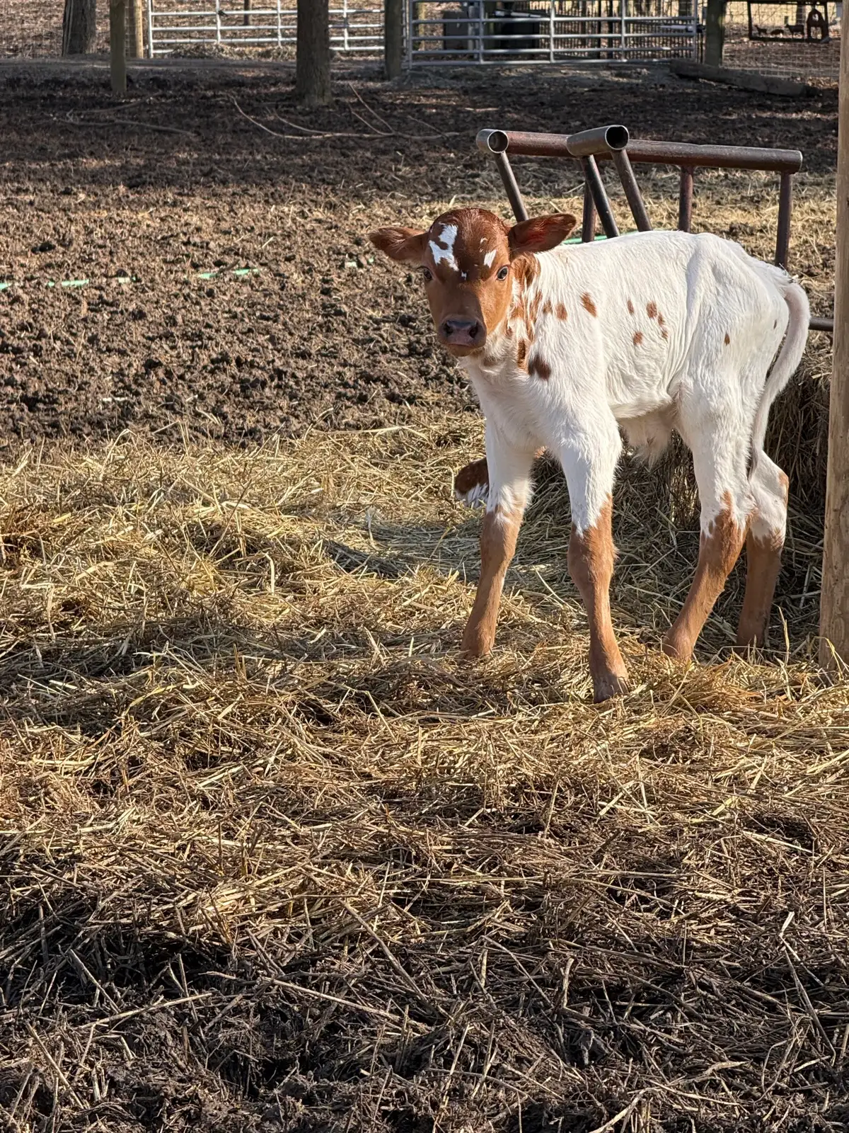 Calves We've Raised at Fun-EE Farm Longhorns