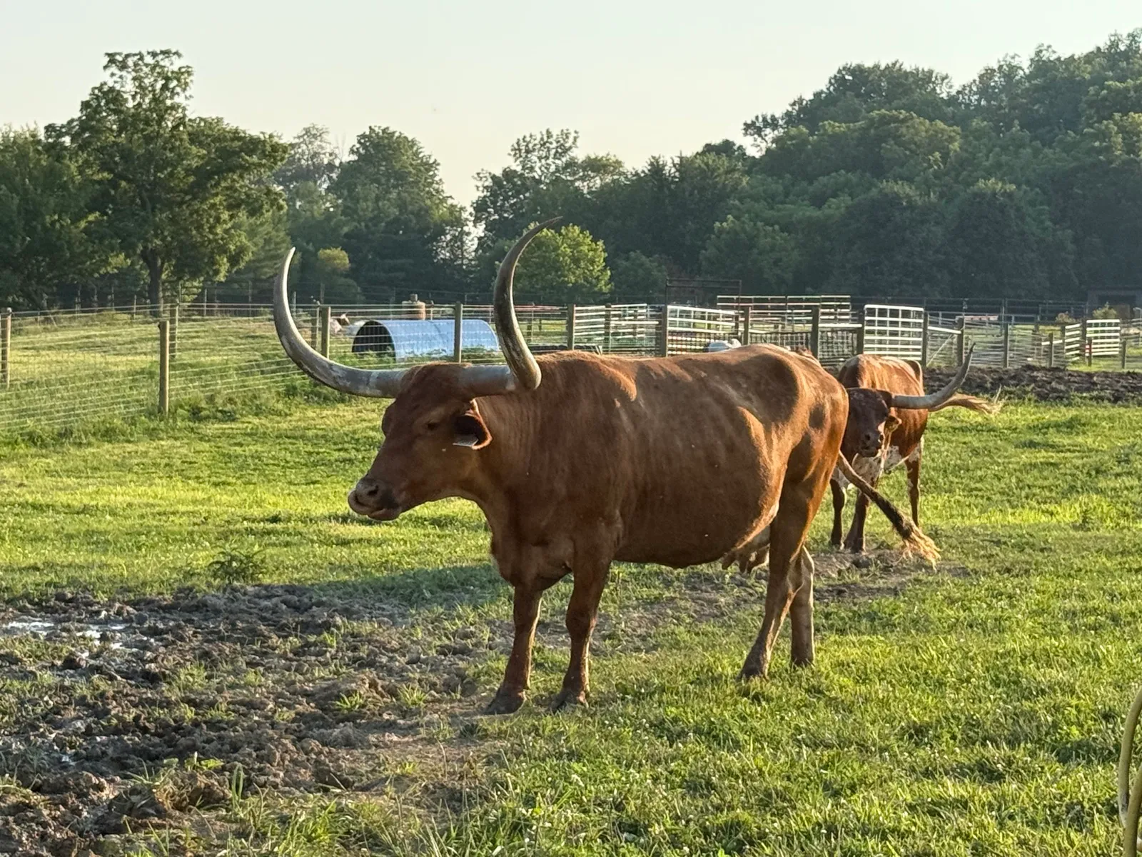 Hagens Brenda grazing in the pasture at Fun-EE Farm