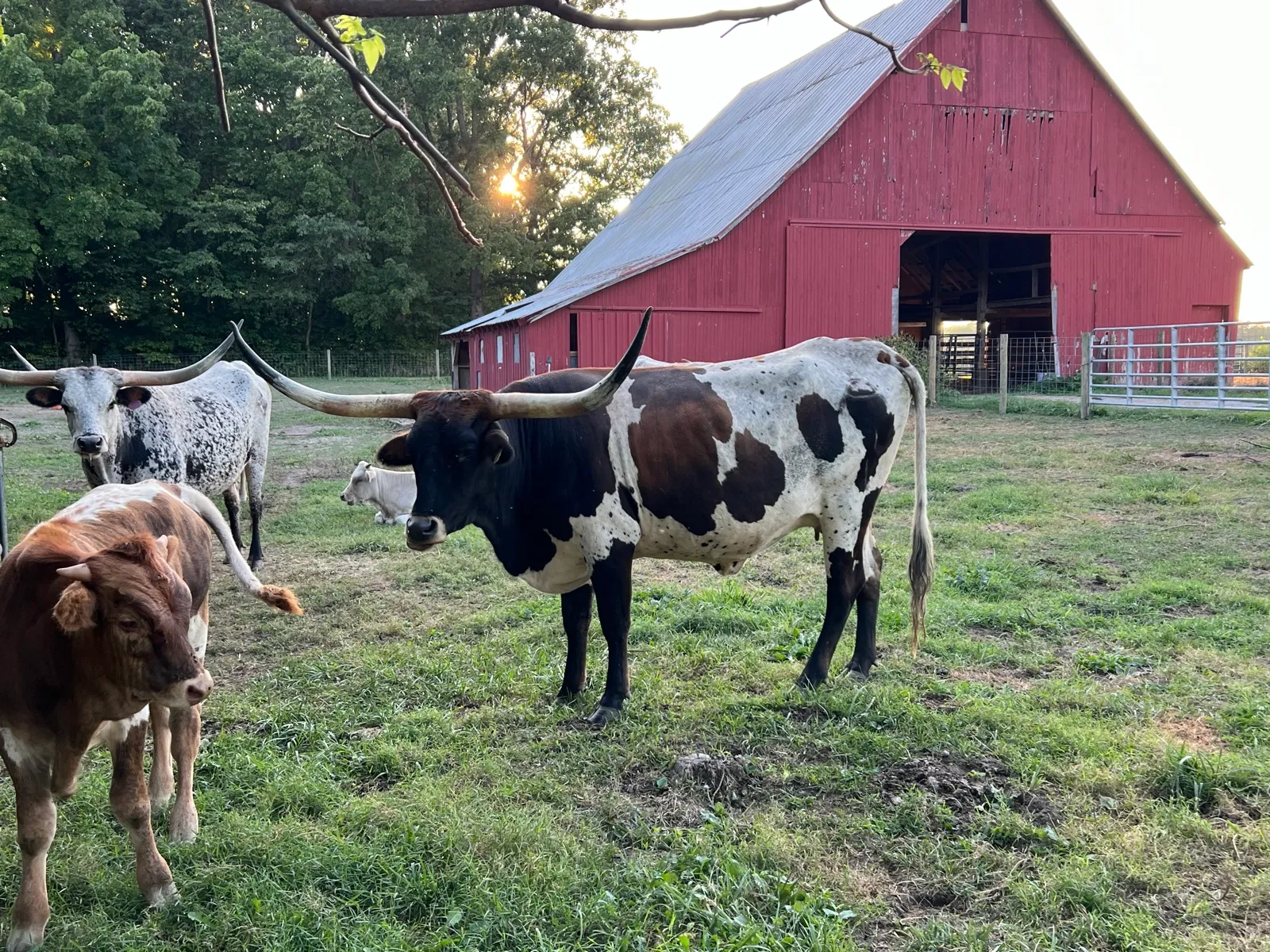 AA Wow's Fancy Free grazing at Fun-EE Farm
