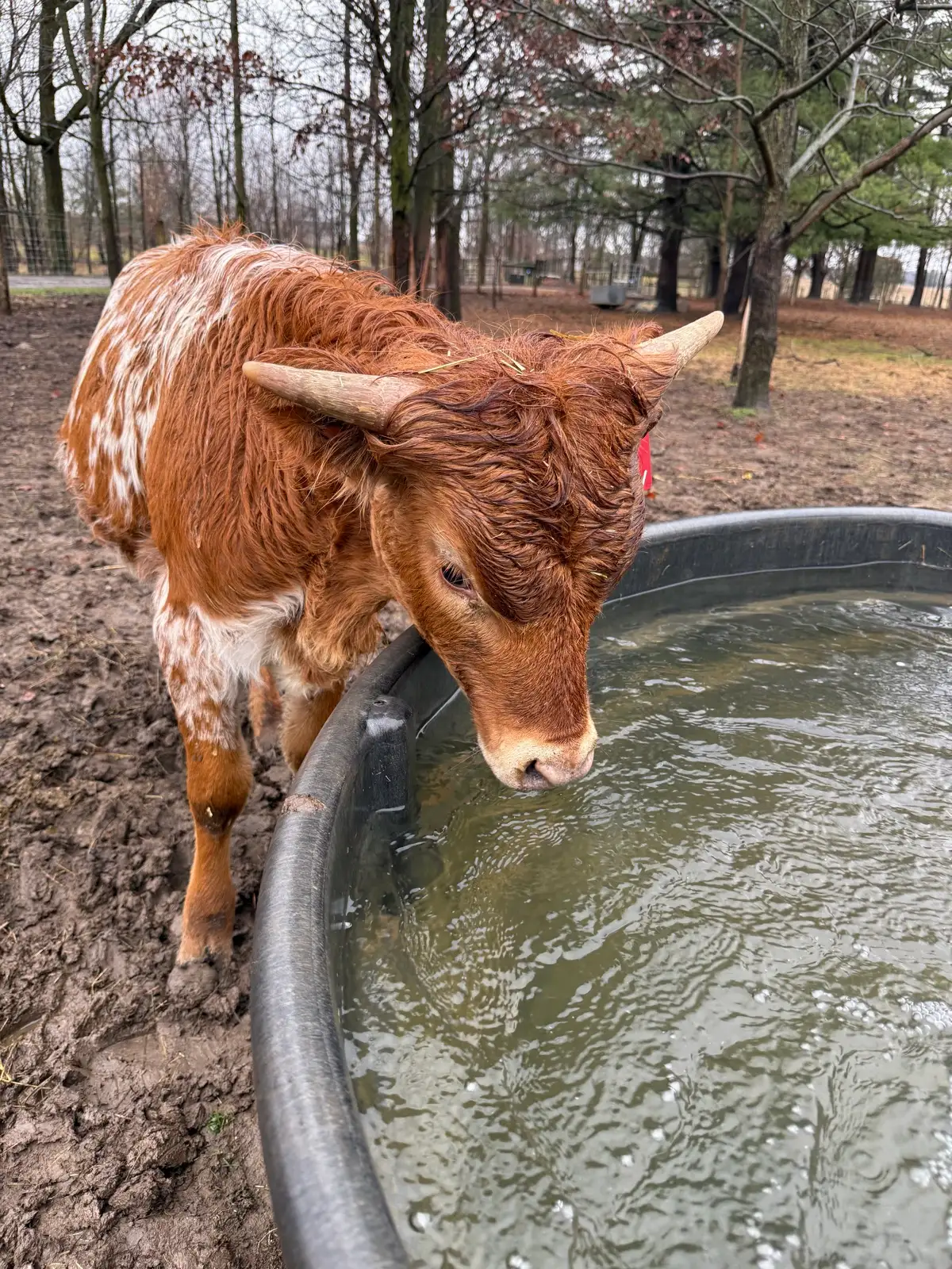 Life on the Farm at Fun-EE Farm Longhorns