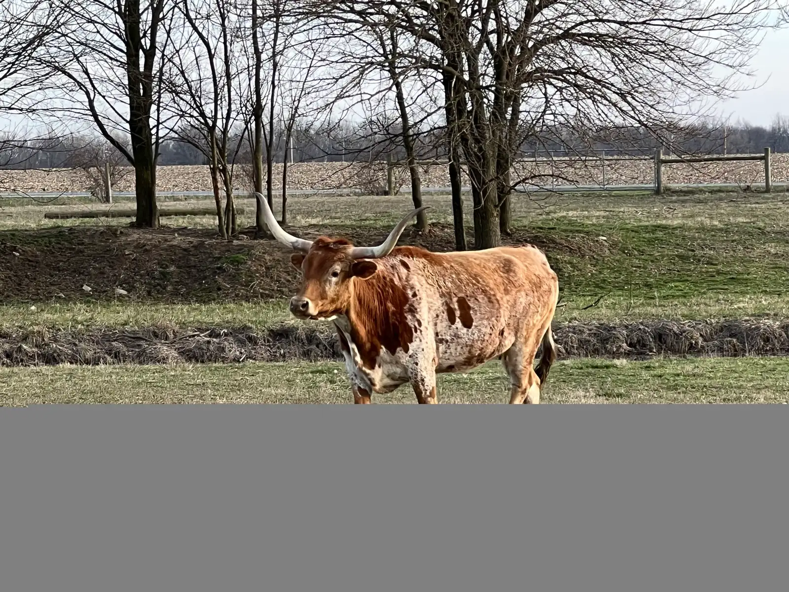 Calves We've Raised at Fun-EE Farm Longhorns