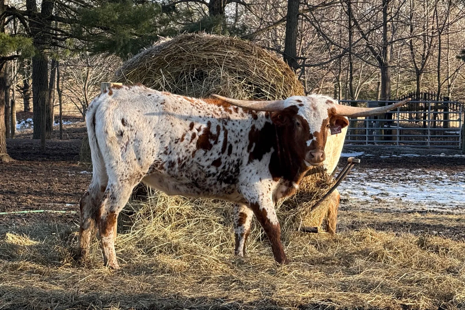 AA Mage grazing in the pasture at Fun-EE Farm