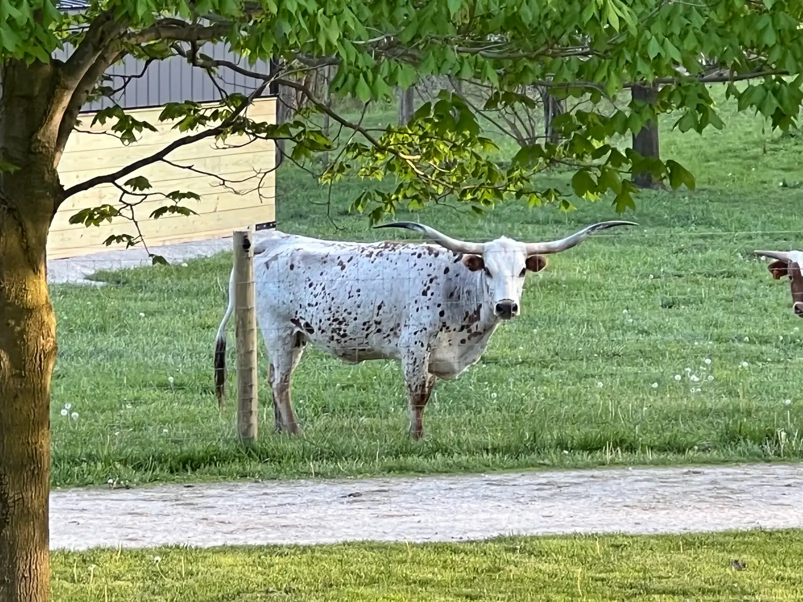 Calves We've Raised at Fun-EE Farm Longhorns