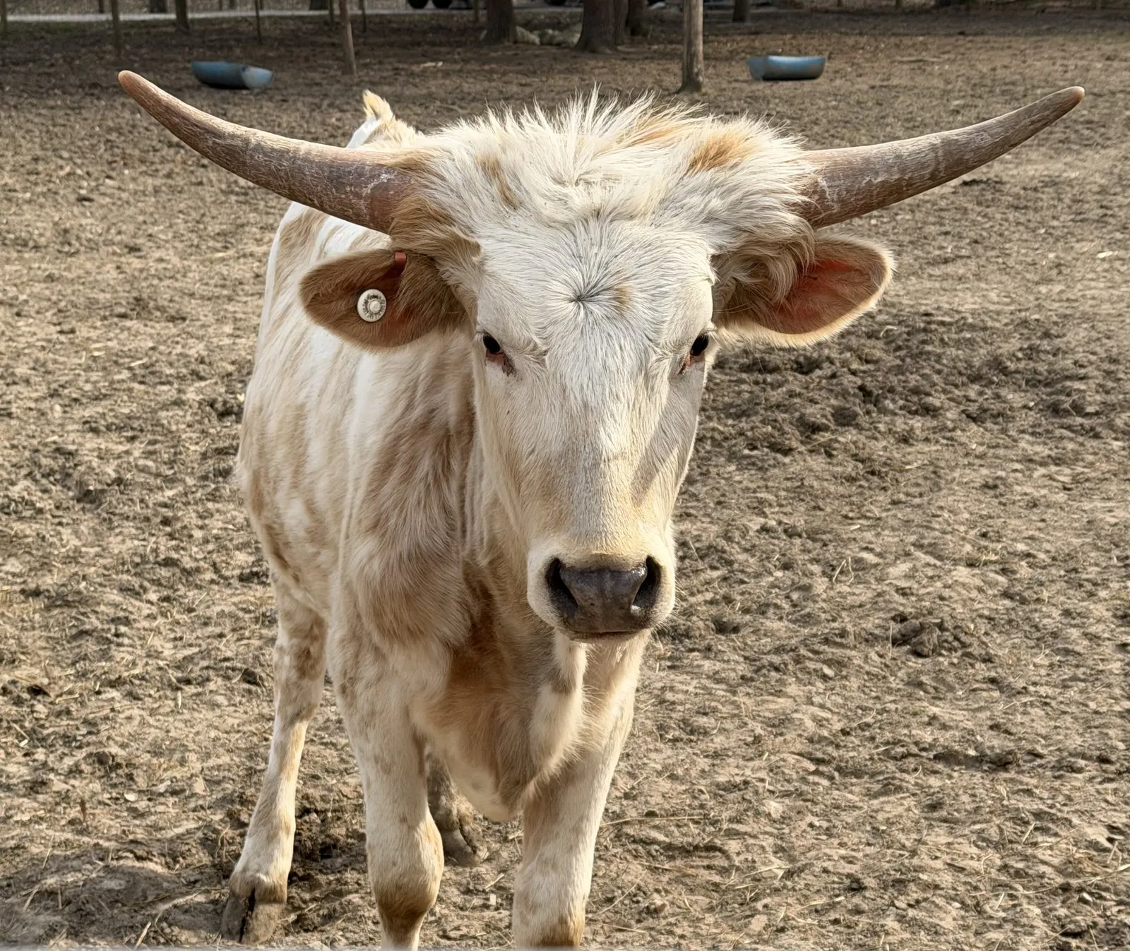 BB Goldminer's Daughter (Sissy) at Fun-EE Farm