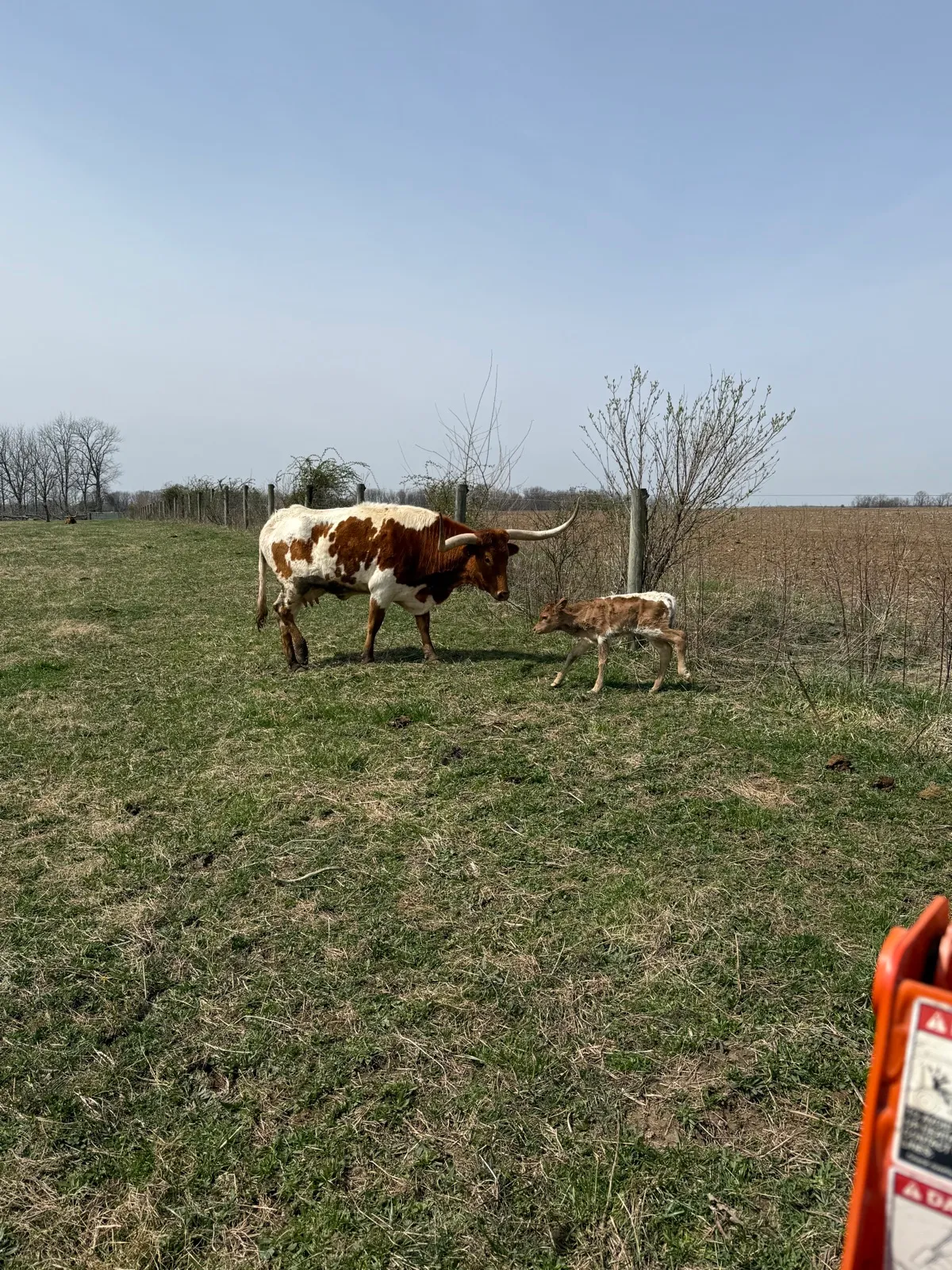AA Wow's Emma Lee grazing at Fun-EE Farm