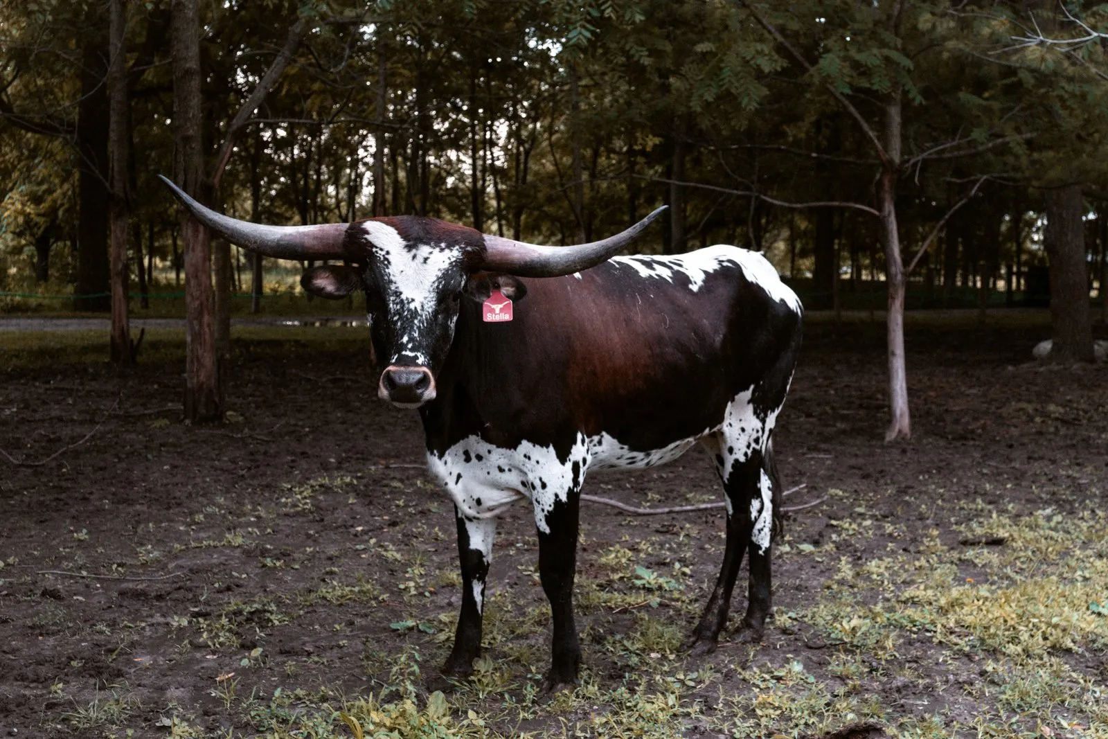 FF Stella's Grand Surprise grazing at Fun-EE Farm