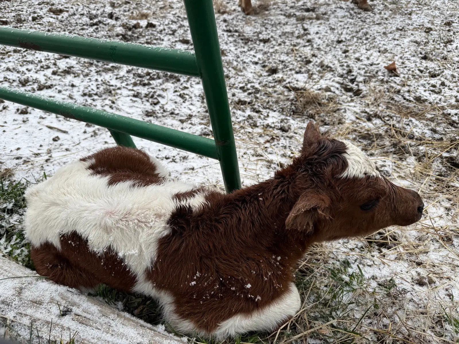 Calves We've Raised at Fun-EE Farm Longhorns