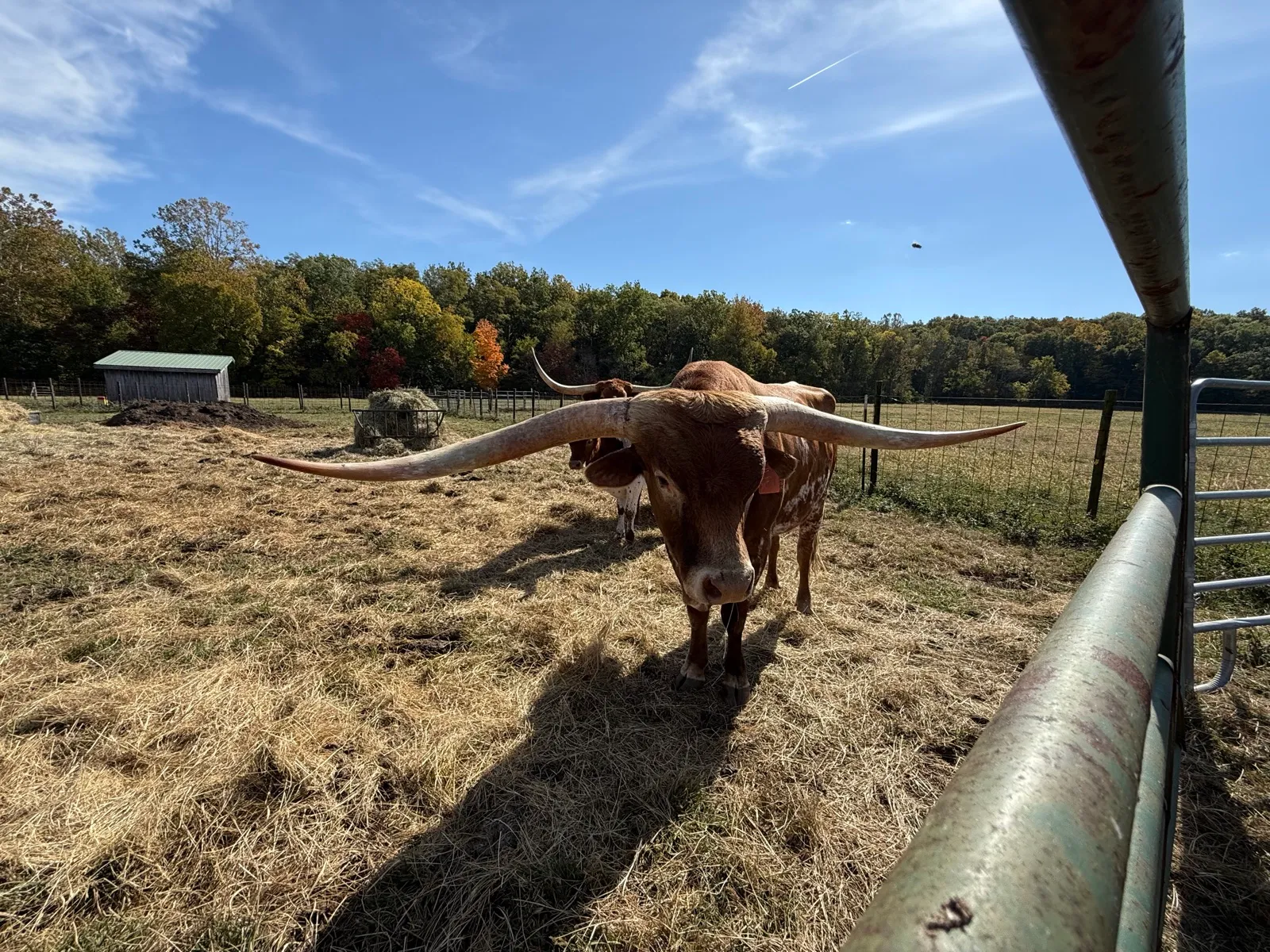 Jest Hangin' Tuff grazing in the pasture at Fun-EE Farm