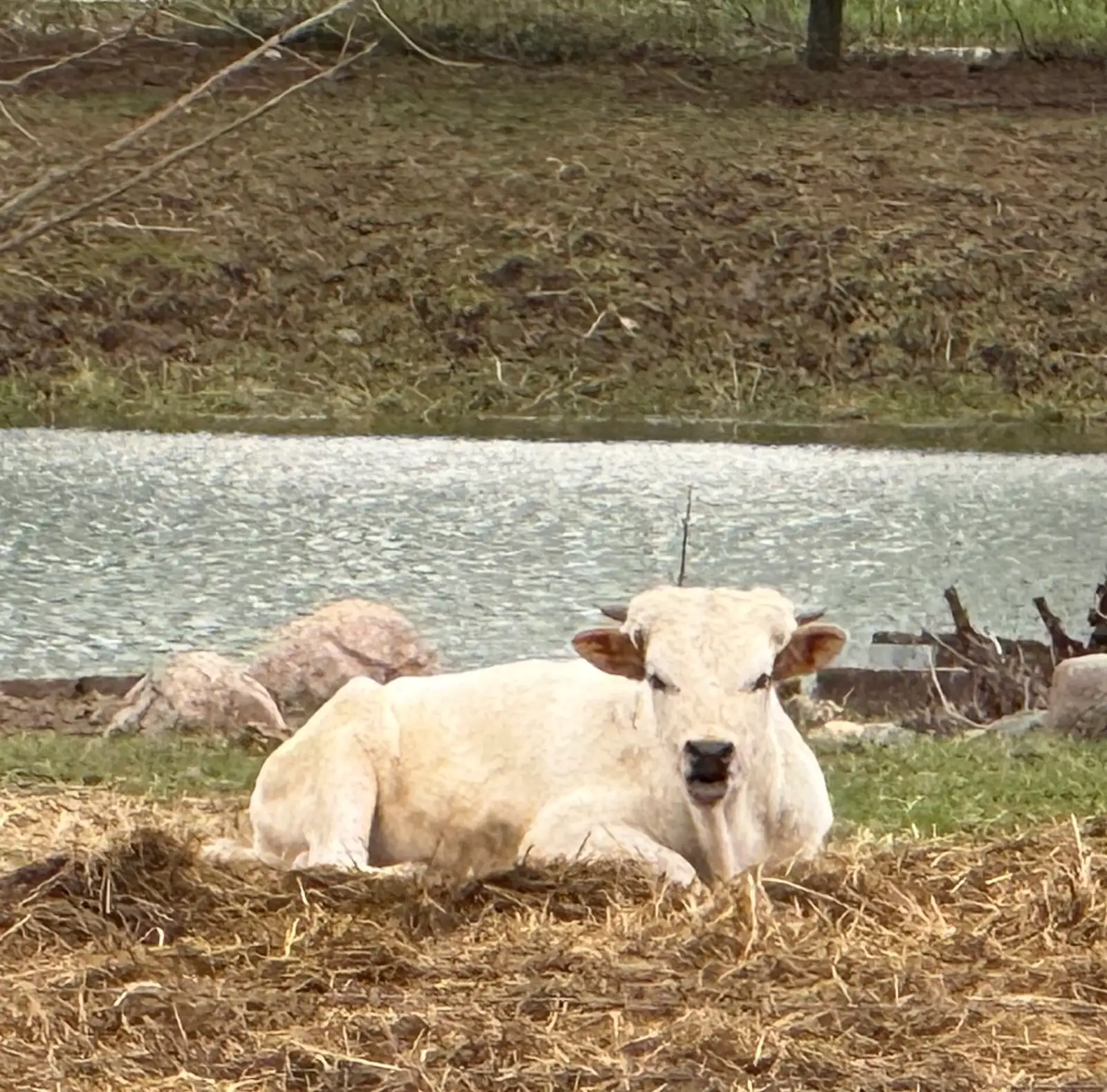 Calves We've Raised at Fun-EE Farm Longhorns