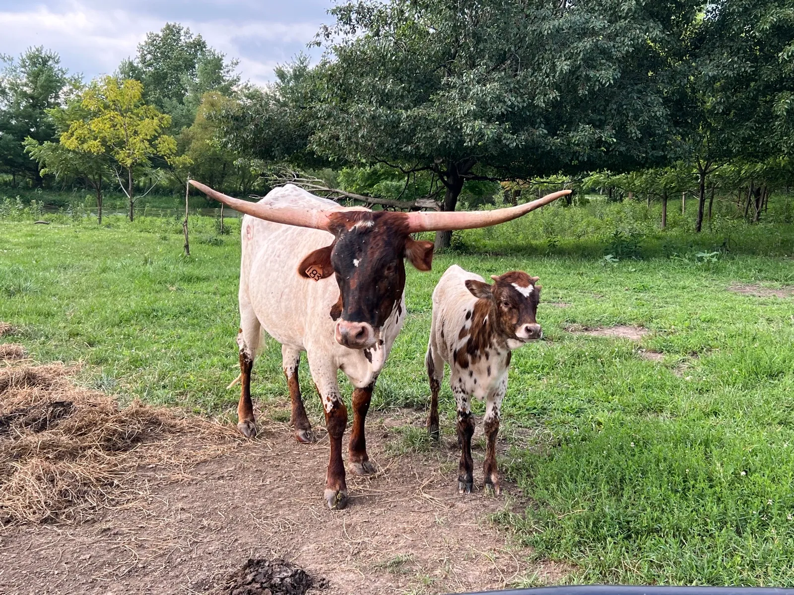 FUF Libby's Chex with her calf at Fun-EE Farm