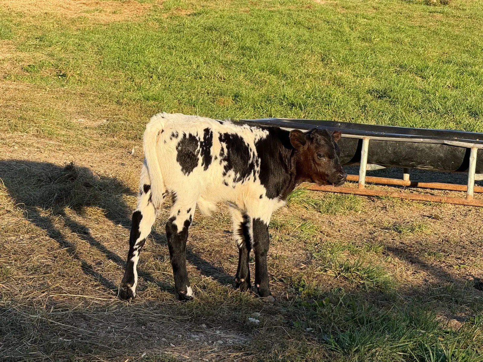 Calves We've Raised at Fun-EE Farm Longhorns