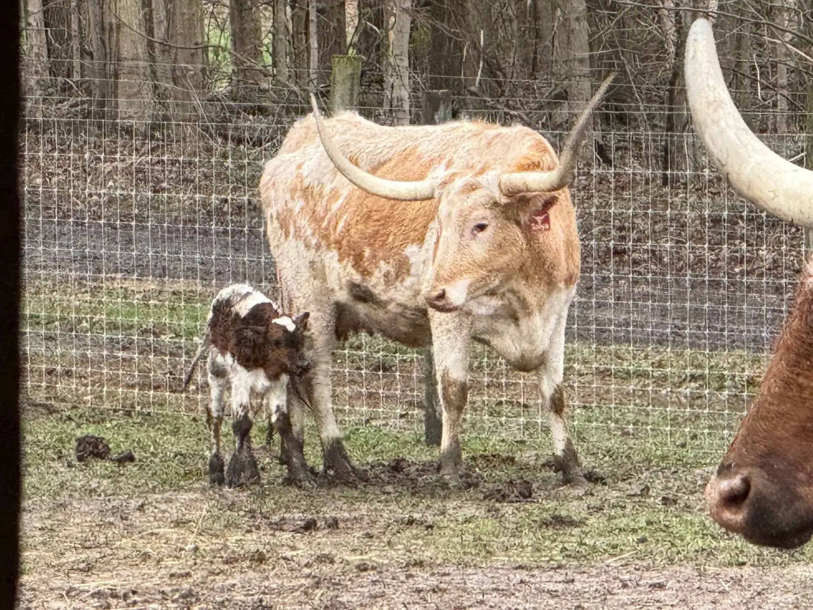 Calves We've Raised at Fun-EE Farm Longhorns