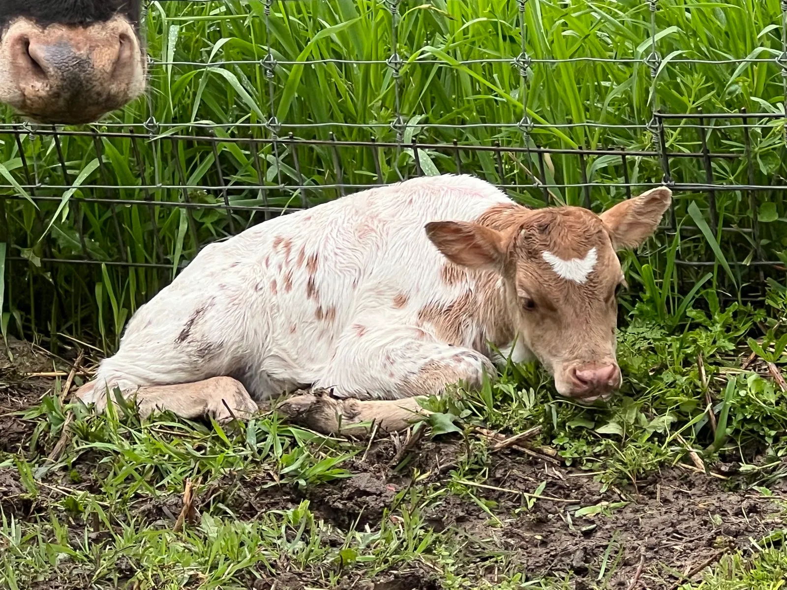 FUF Libby's Chex grazing in the pasture at Fun-EE Farm