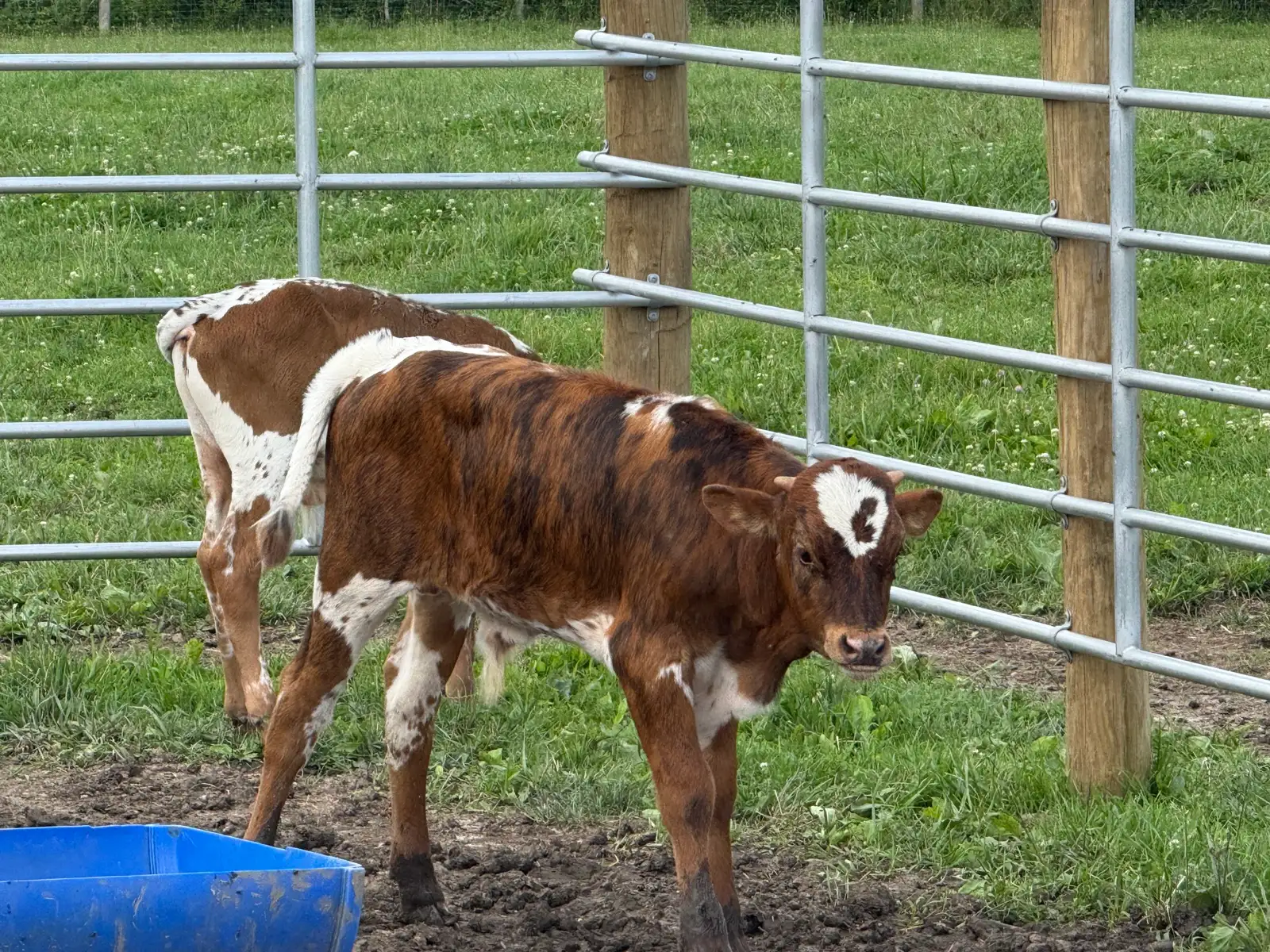 Calves We've Raised at Fun-EE Farm Longhorns