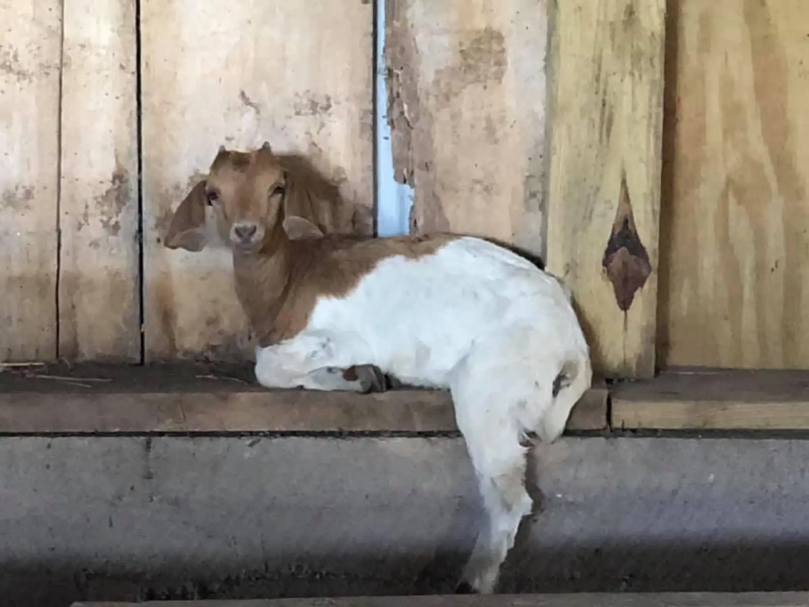 The Goats at Fun-EE Farm Longhorns