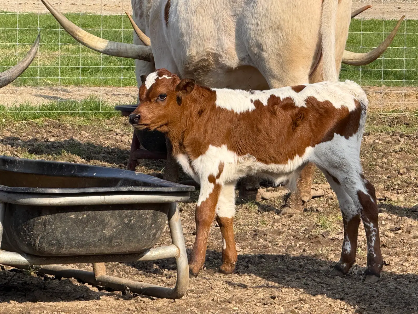 Calves We've Raised at Fun-EE Farm Longhorns