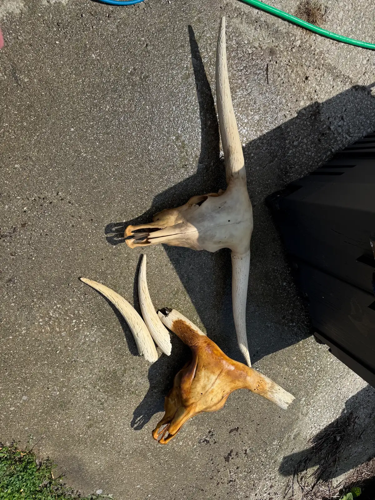 Shows & Skulls at Fun-EE Farm Longhorns