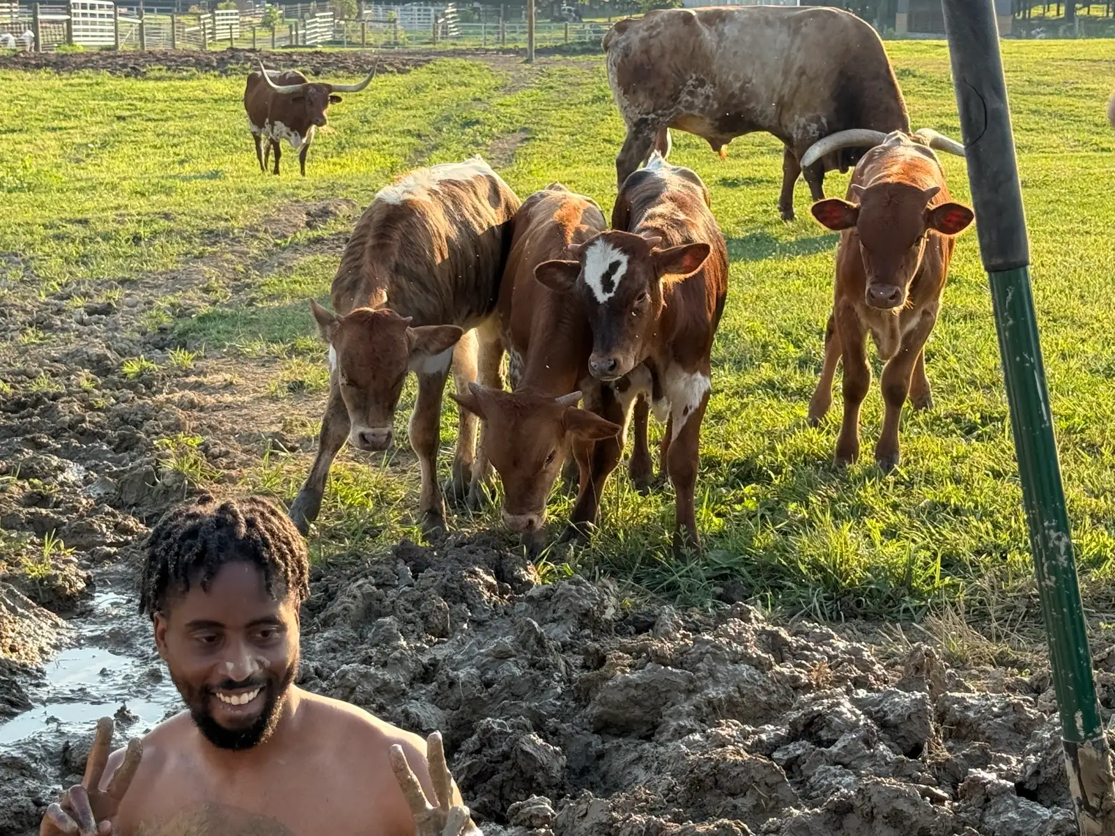 Life on the Farm at Fun-EE Farm Longhorns