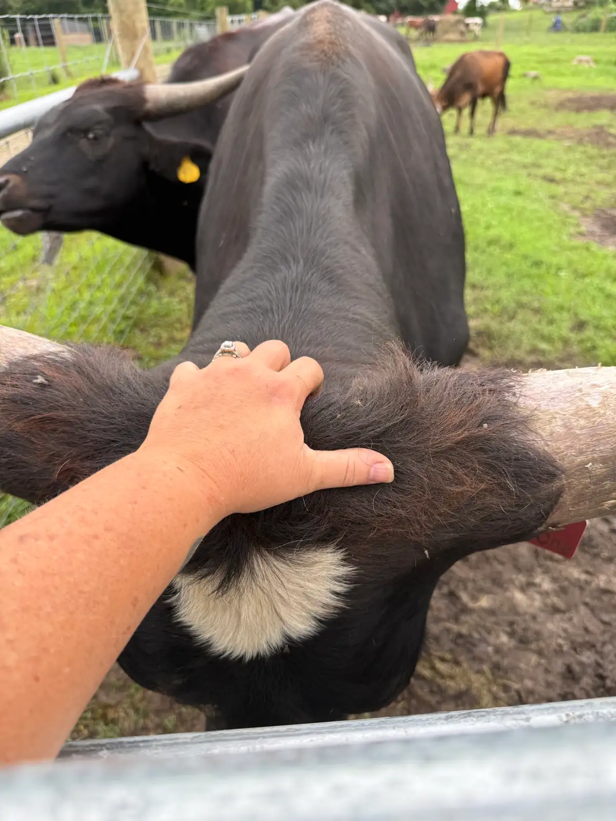 Calves We've Raised at Fun-EE Farm Longhorns