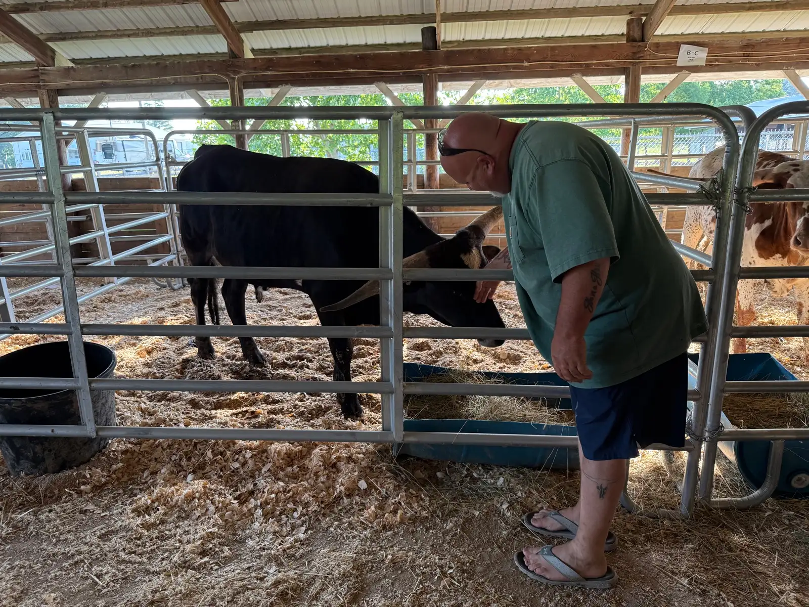 Shows & Skulls at Fun-EE Farm Longhorns
