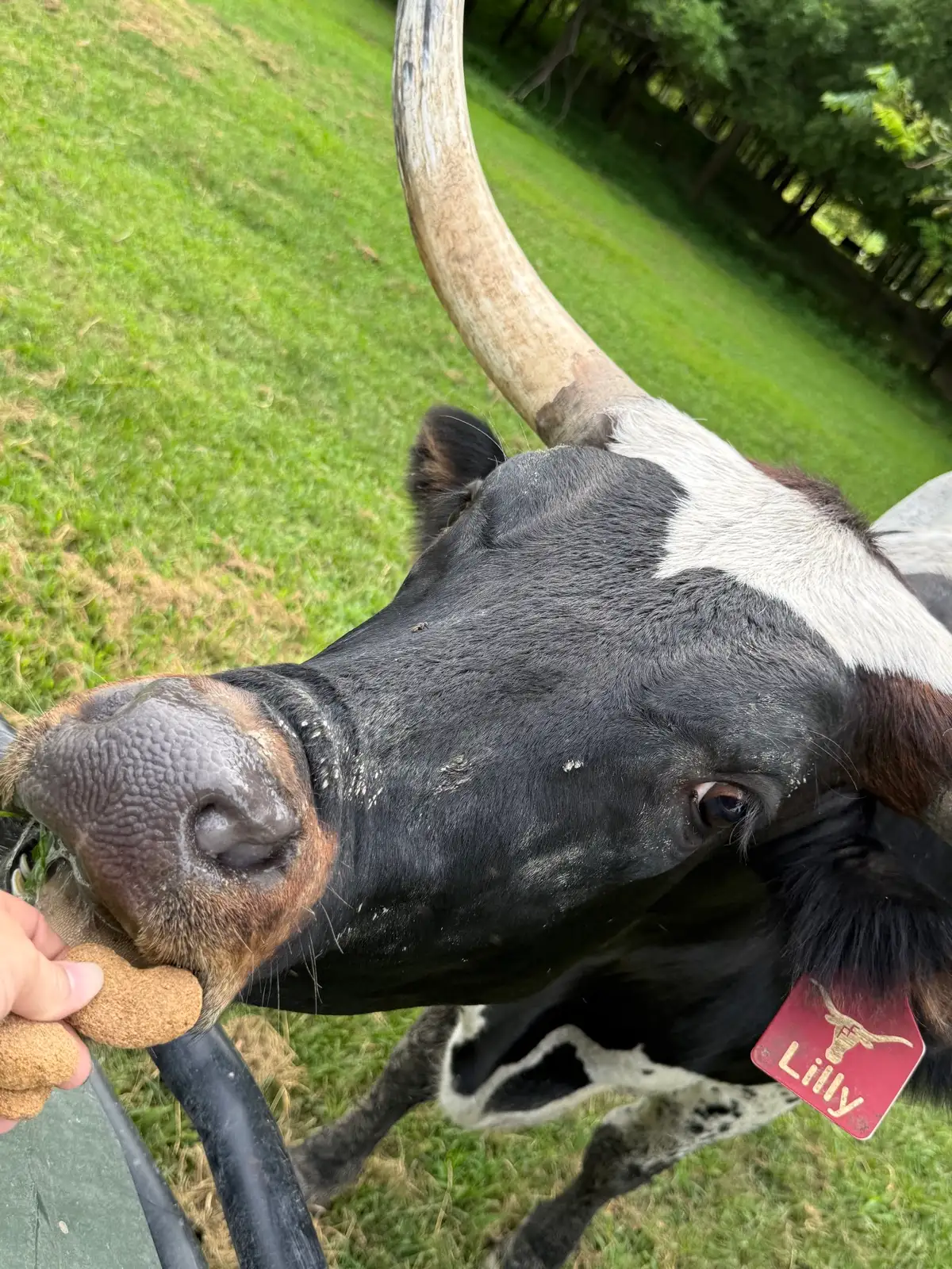 Calves We've Raised at Fun-EE Farm Longhorns