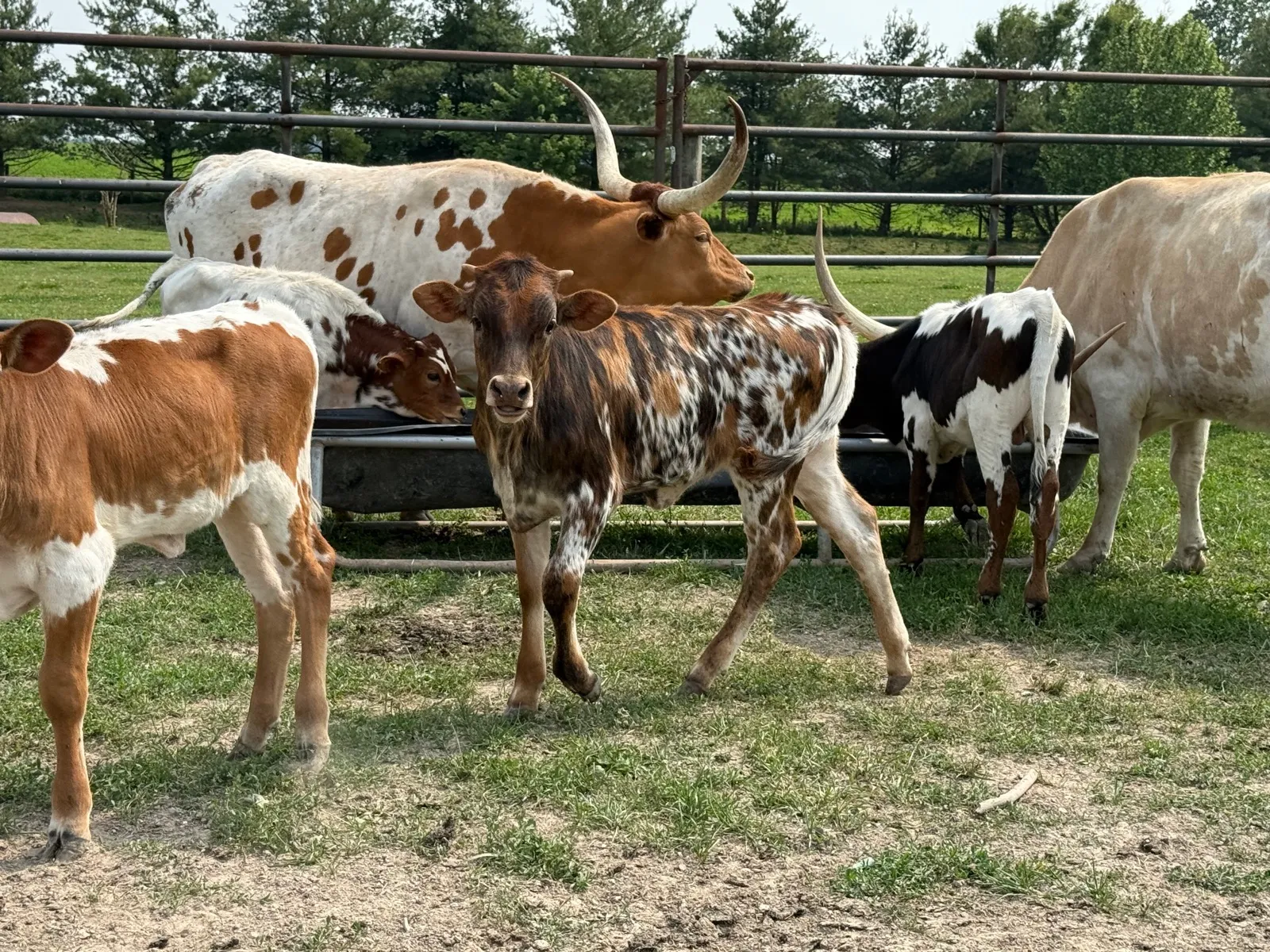 TT Super Tuff Tenacity, young tri-colored Texas Longhorn heifer