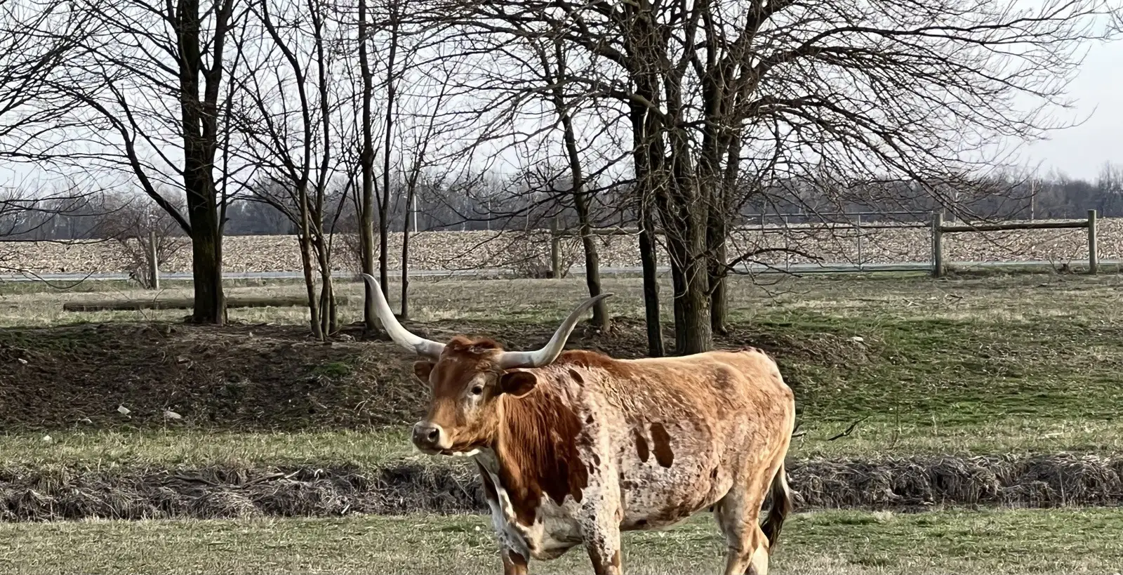Calves We've Raised at Fun-EE Farm Longhorns