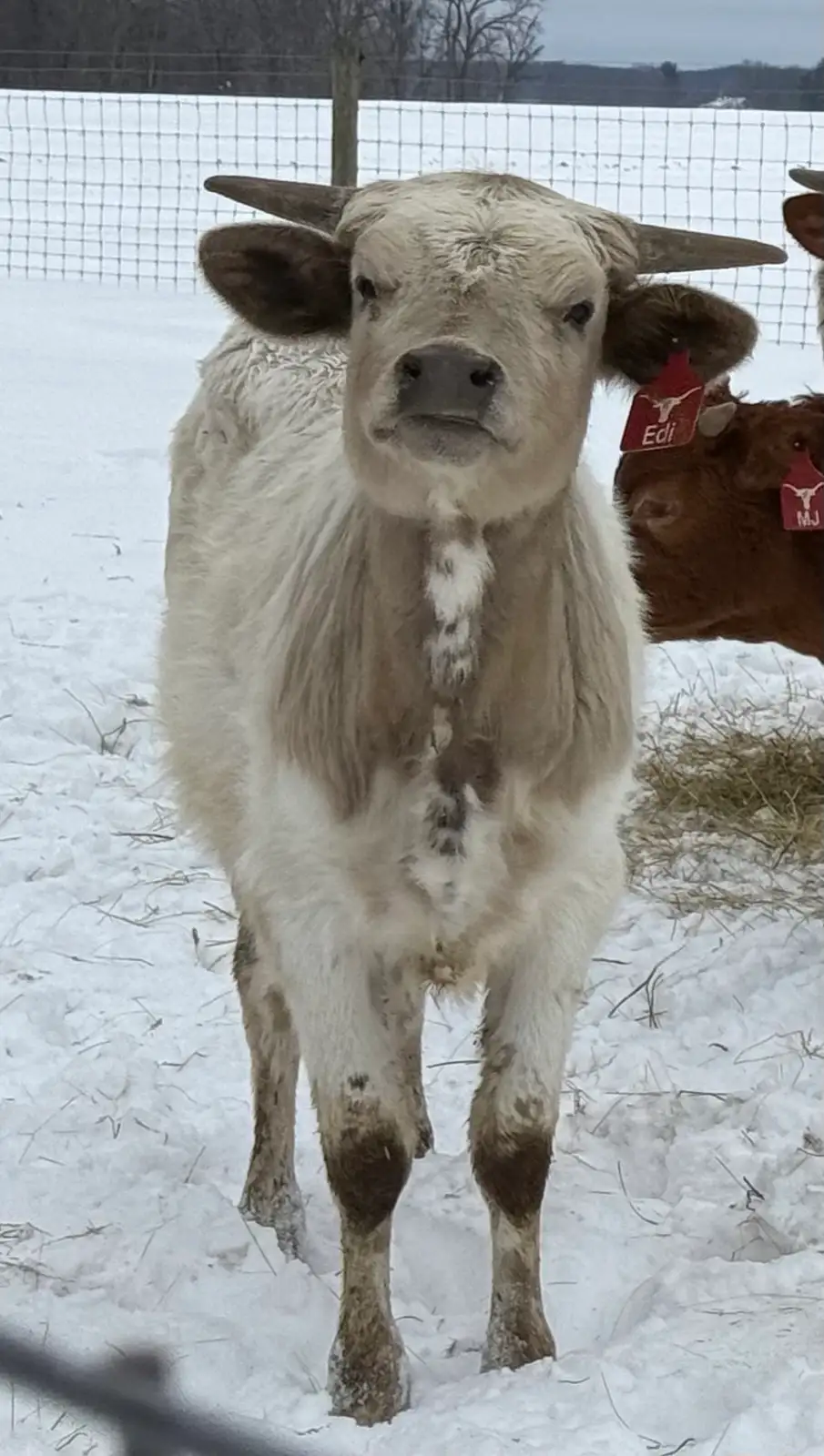 Calves We've Raised at Fun-EE Farm Longhorns