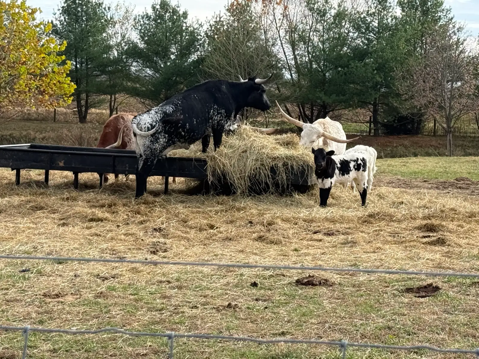 Calves We've Raised at Fun-EE Farm Longhorns