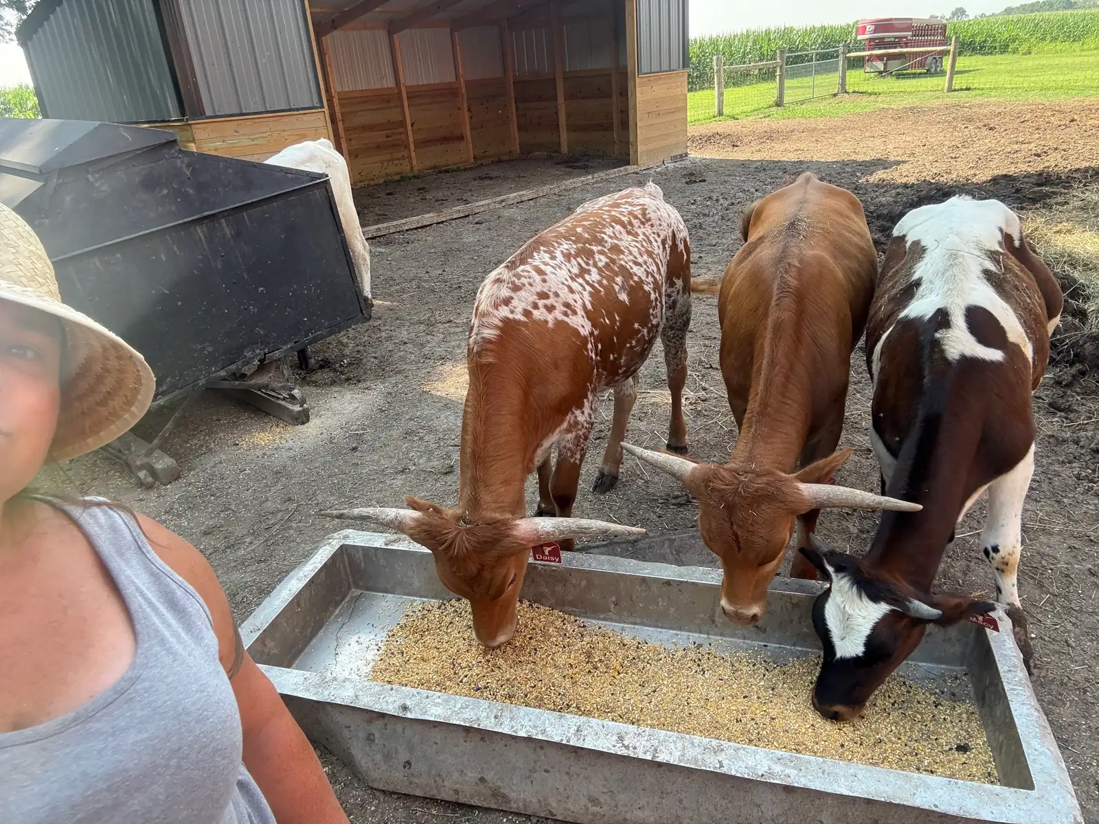Life on the Farm at Fun-EE Farm Longhorns