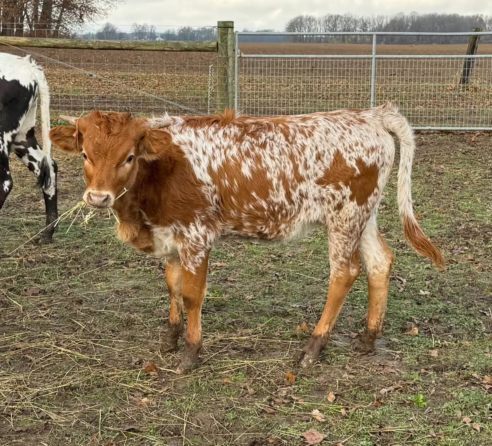 Life on the Farm at Fun-EE Farm Longhorns