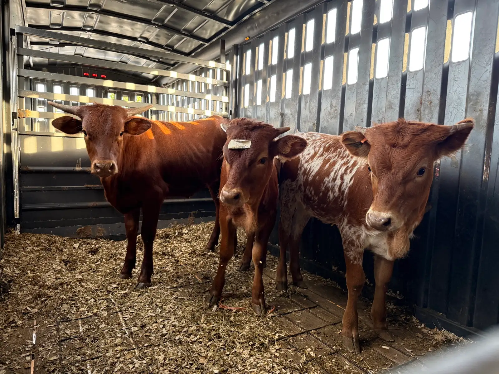 Life on the Farm at Fun-EE Farm Longhorns