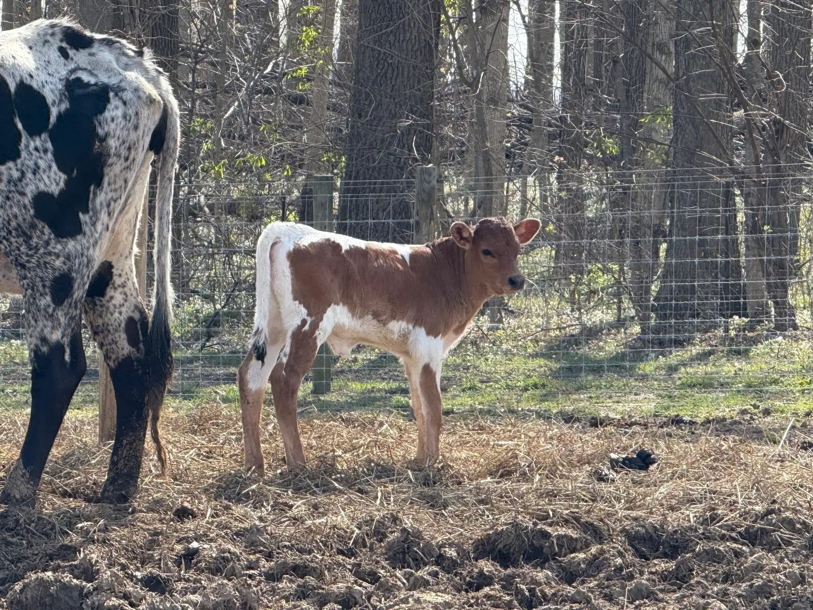 Calves We've Raised at Fun-EE Farm Longhorns