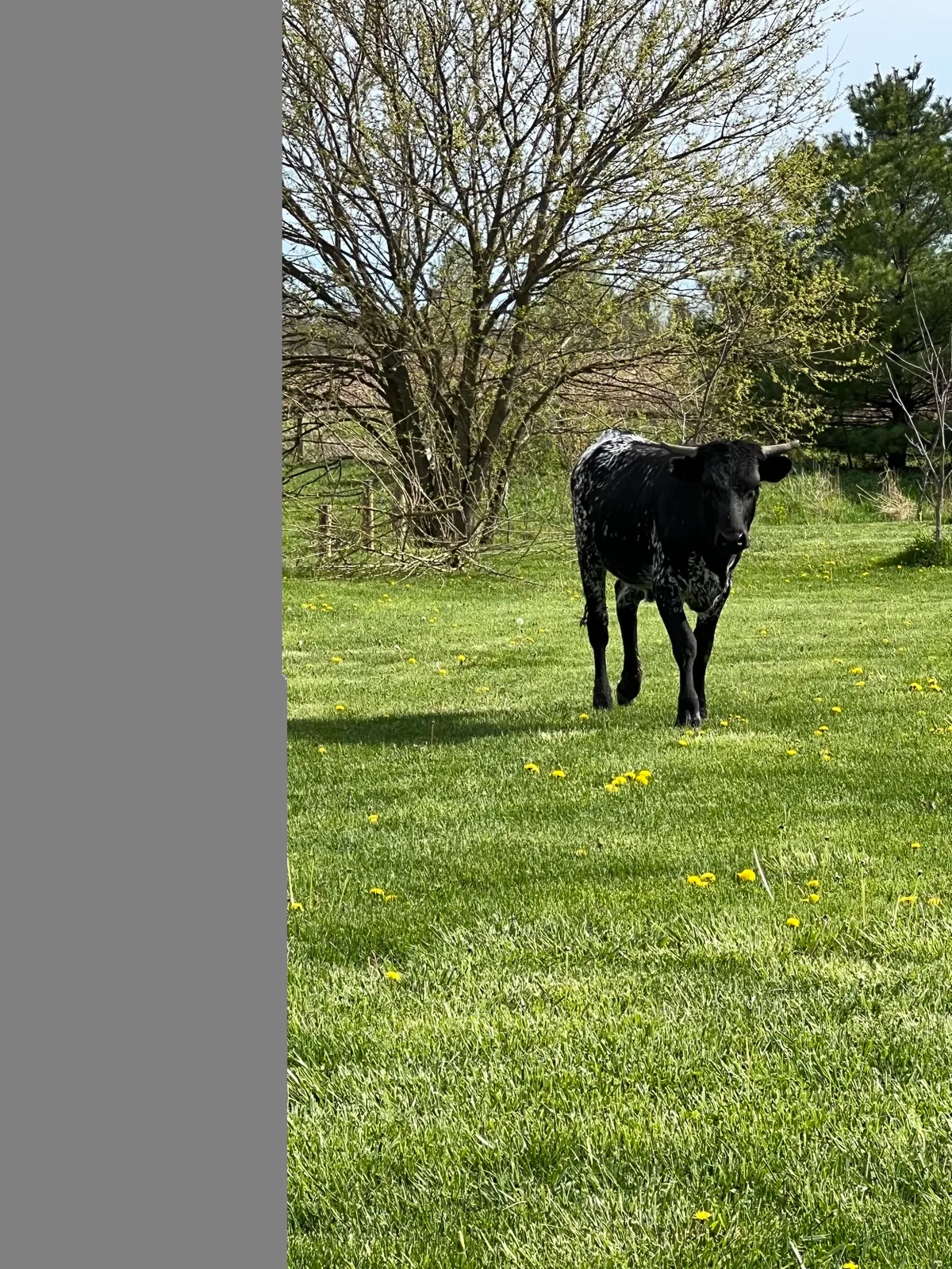 FF Promiseland Layla, black-and-white brindle Texas Longhorn cow