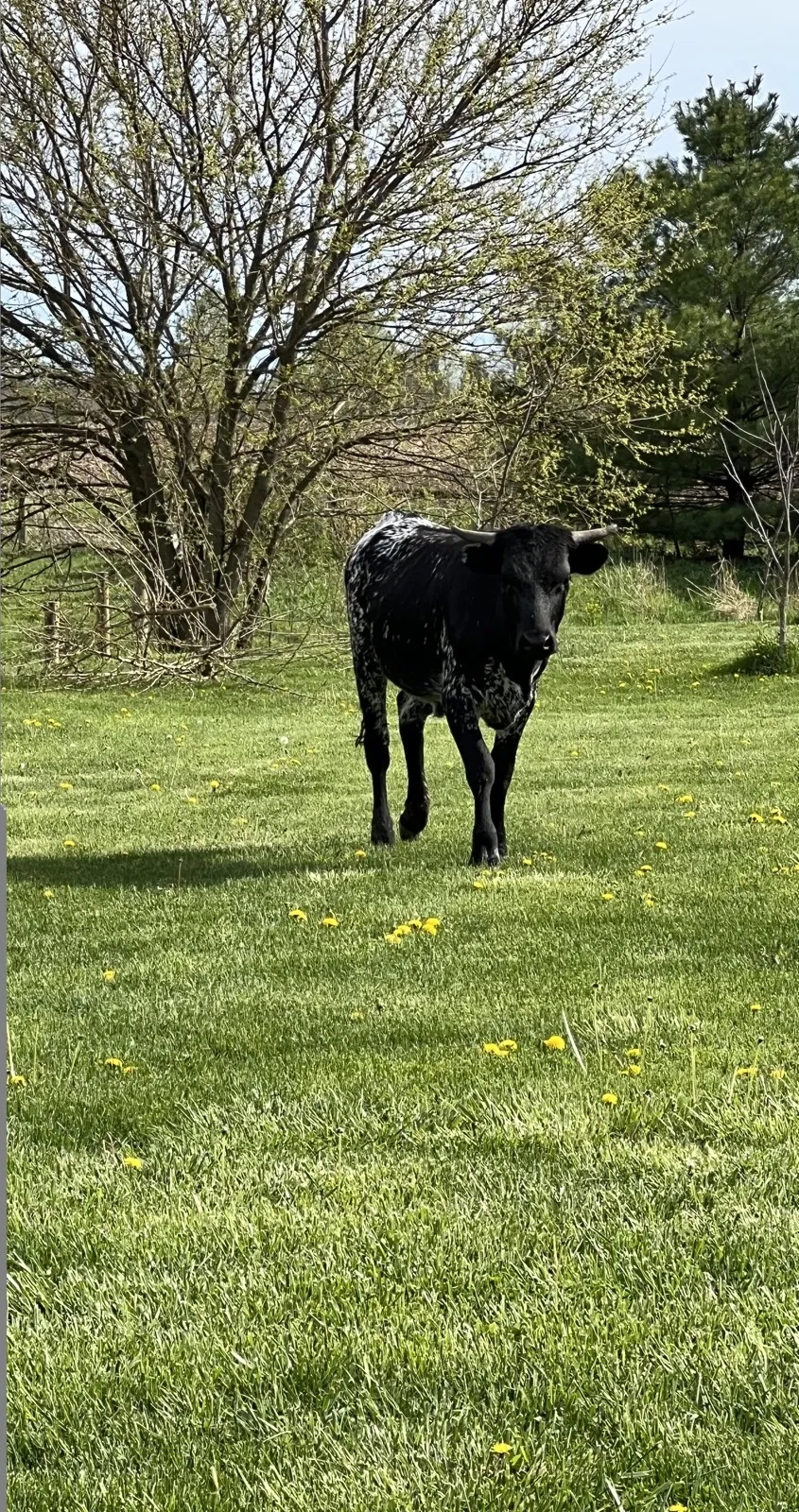 FF Promiseland Layla, black-and-white brindle Texas Longhorn cow