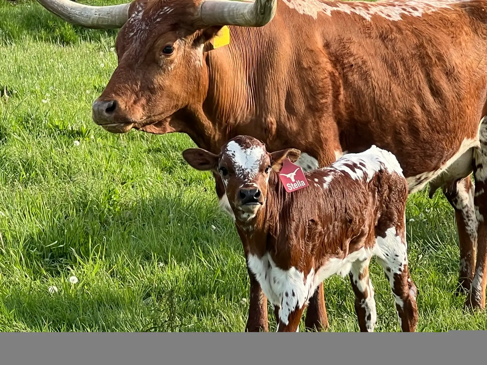 Calves We've Raised at Fun-EE Farm Longhorns