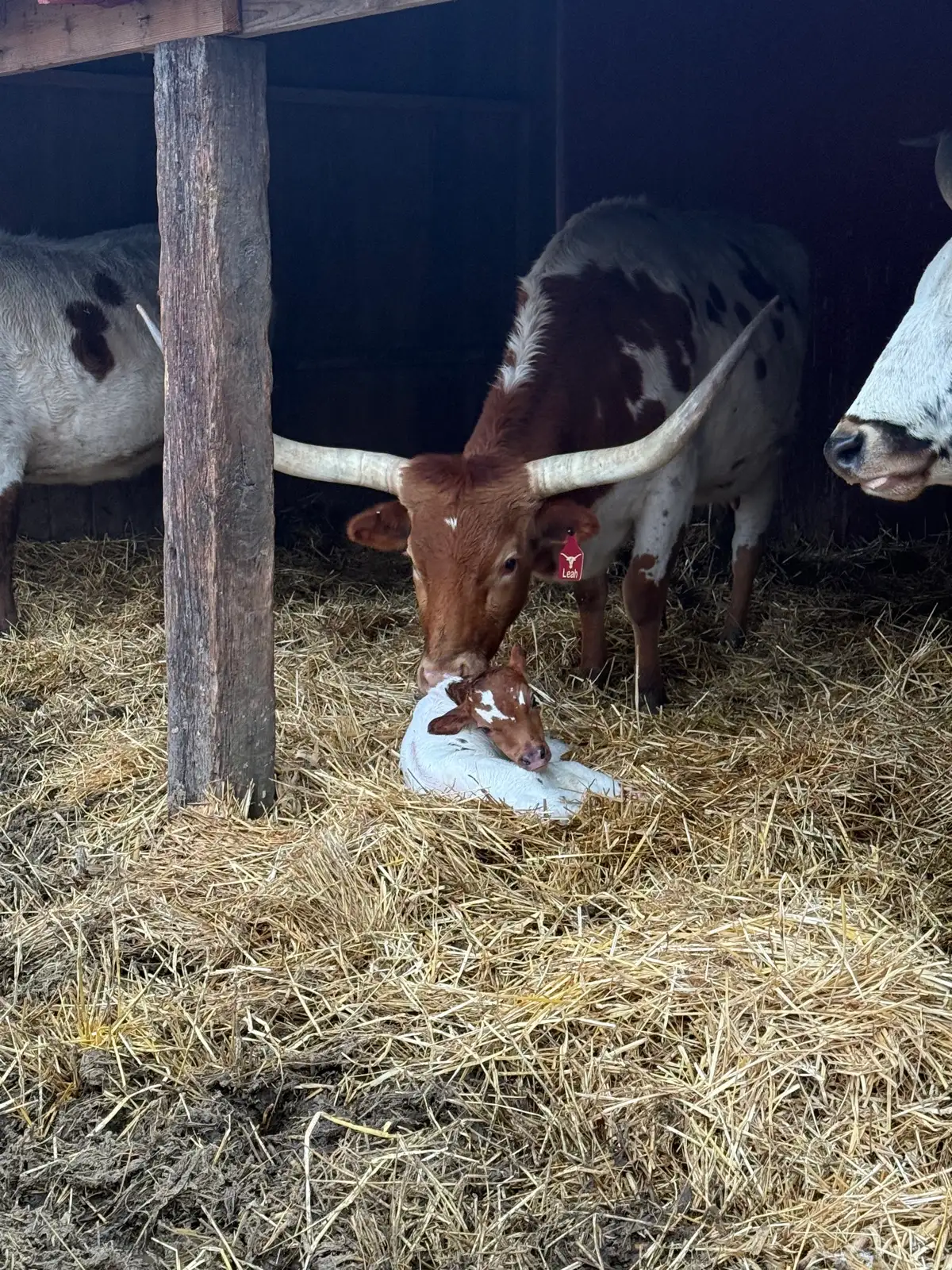 Calves We've Raised at Fun-EE Farm Longhorns
