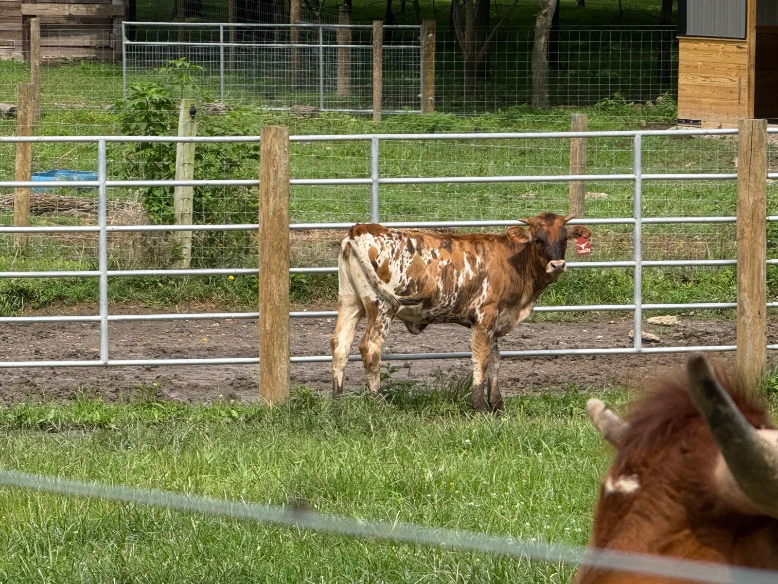 TT Super Tuff Tenacity in the pasture at Fun-EE Farm