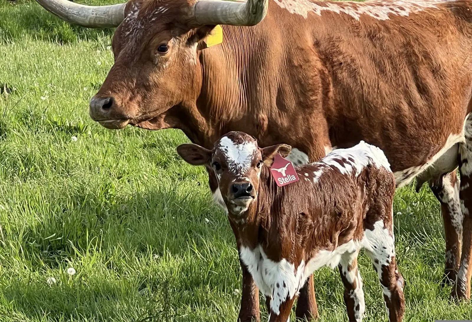 Calves We've Raised at Fun-EE Farm Longhorns