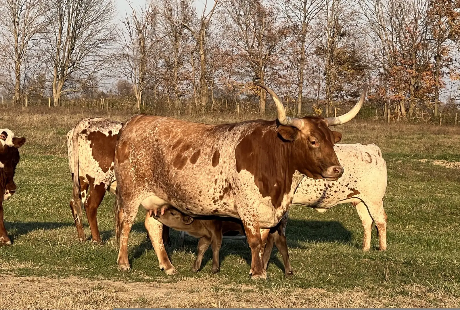Calves We've Raised at Fun-EE Farm Longhorns