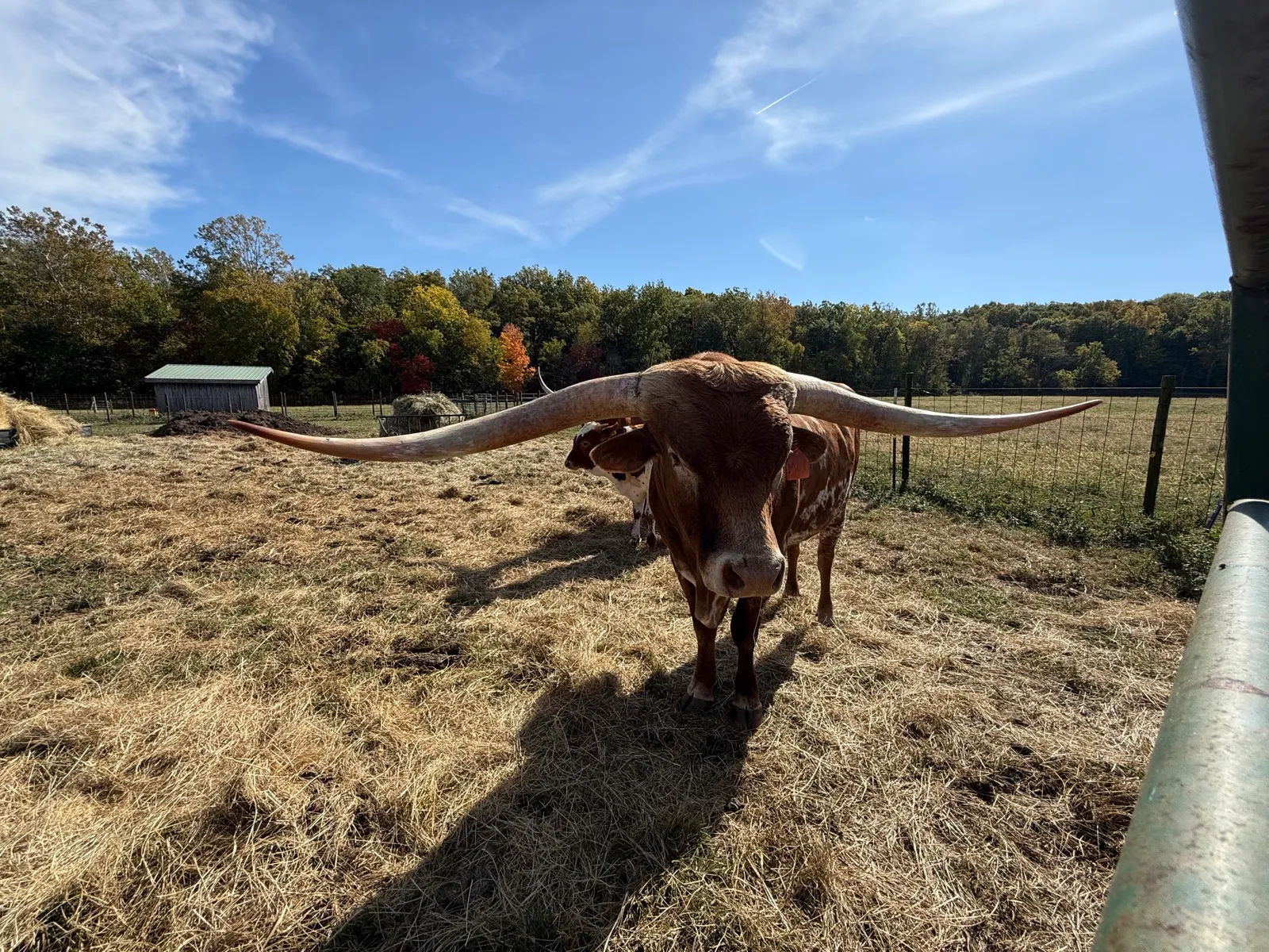 Jest Hangin' Tuff, brindle Texas Longhorn bull