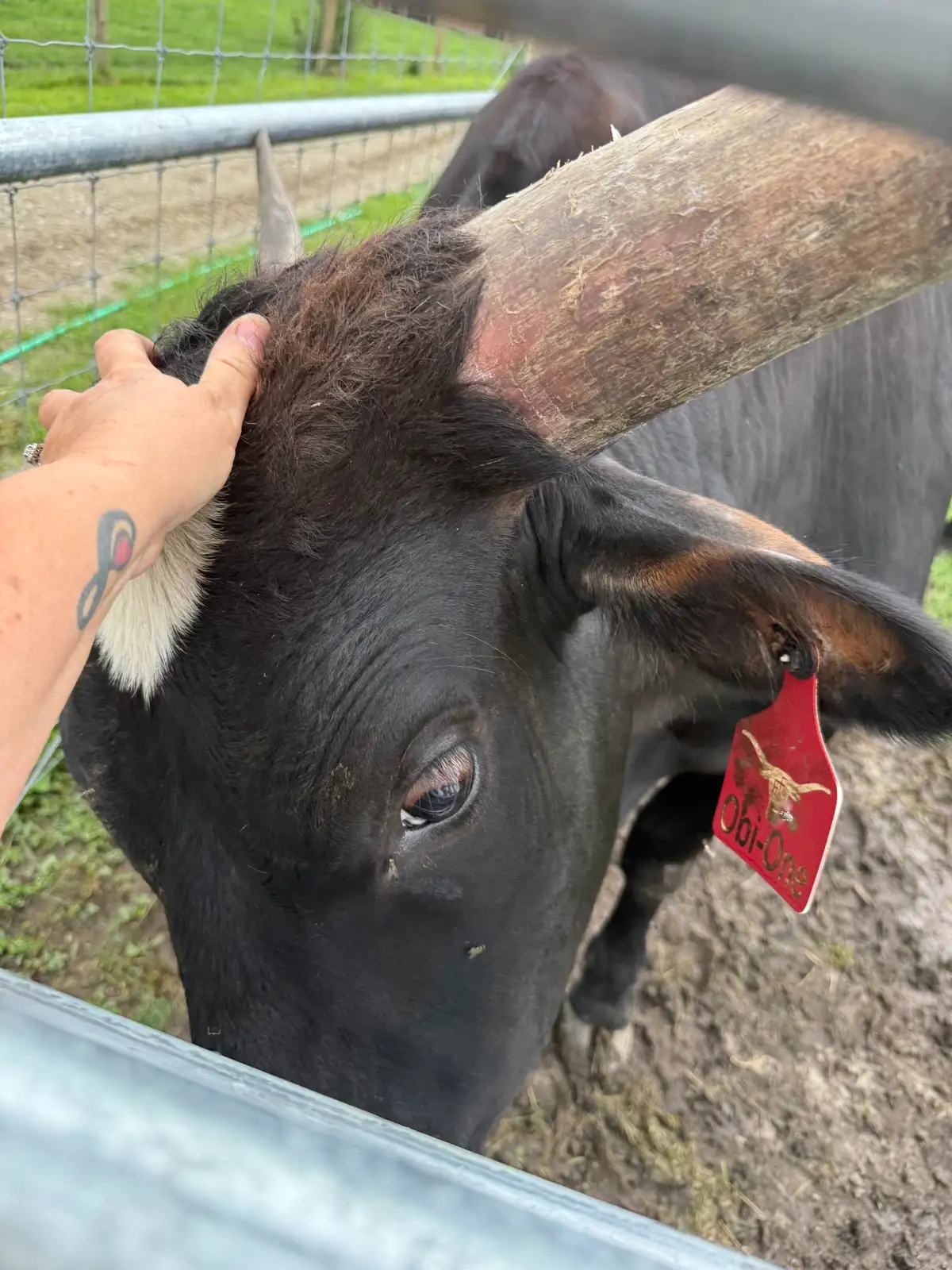 Calves We've Raised at Fun-EE Farm Longhorns