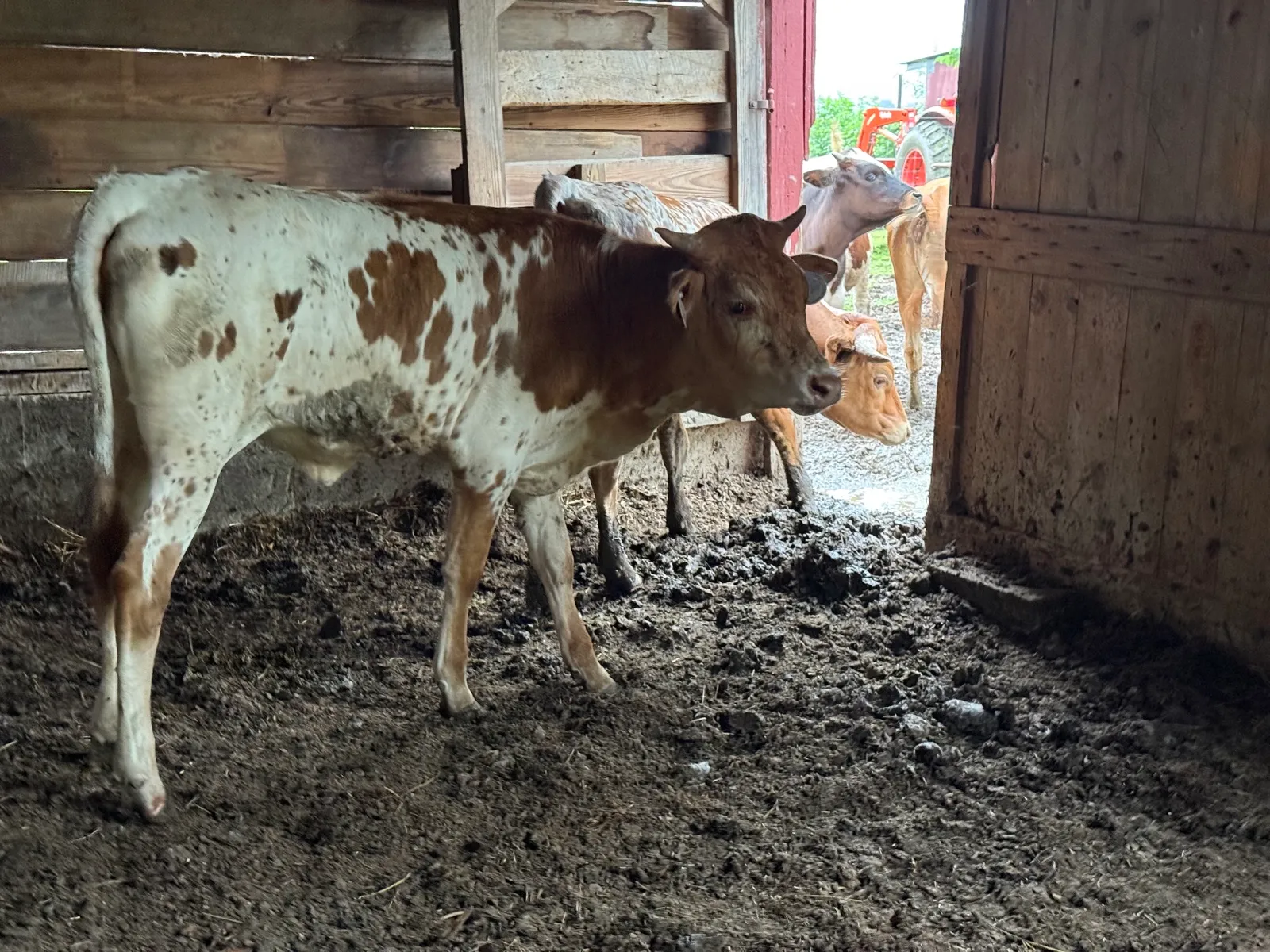 M.C. Joyful, red-and-white spotted Texas Longhorn heifer