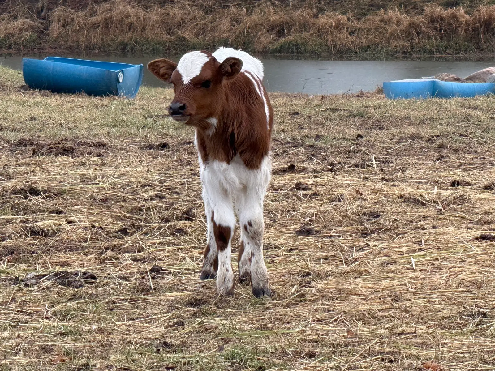 Calves We've Raised at Fun-EE Farm Longhorns