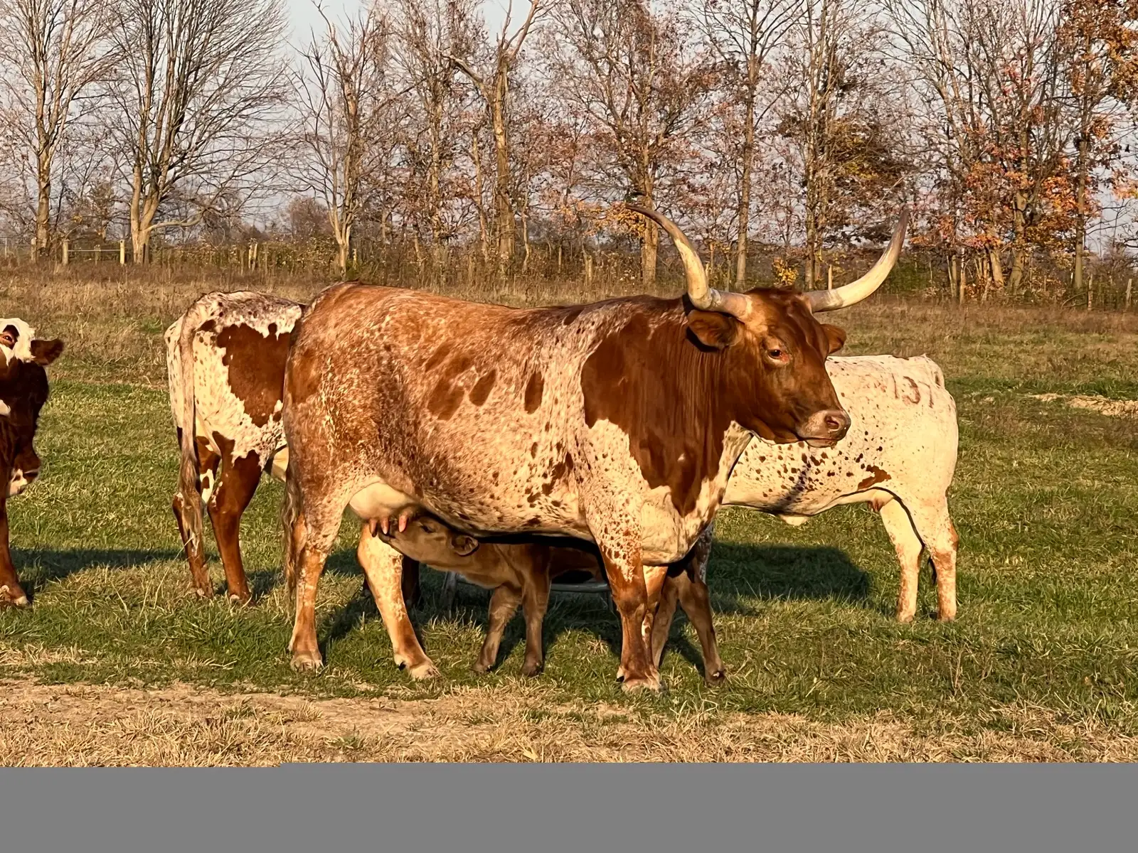 Calves We've Raised at Fun-EE Farm Longhorns