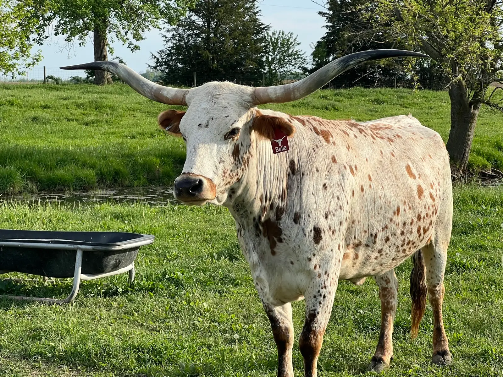 Calves We've Raised at Fun-EE Farm Longhorns