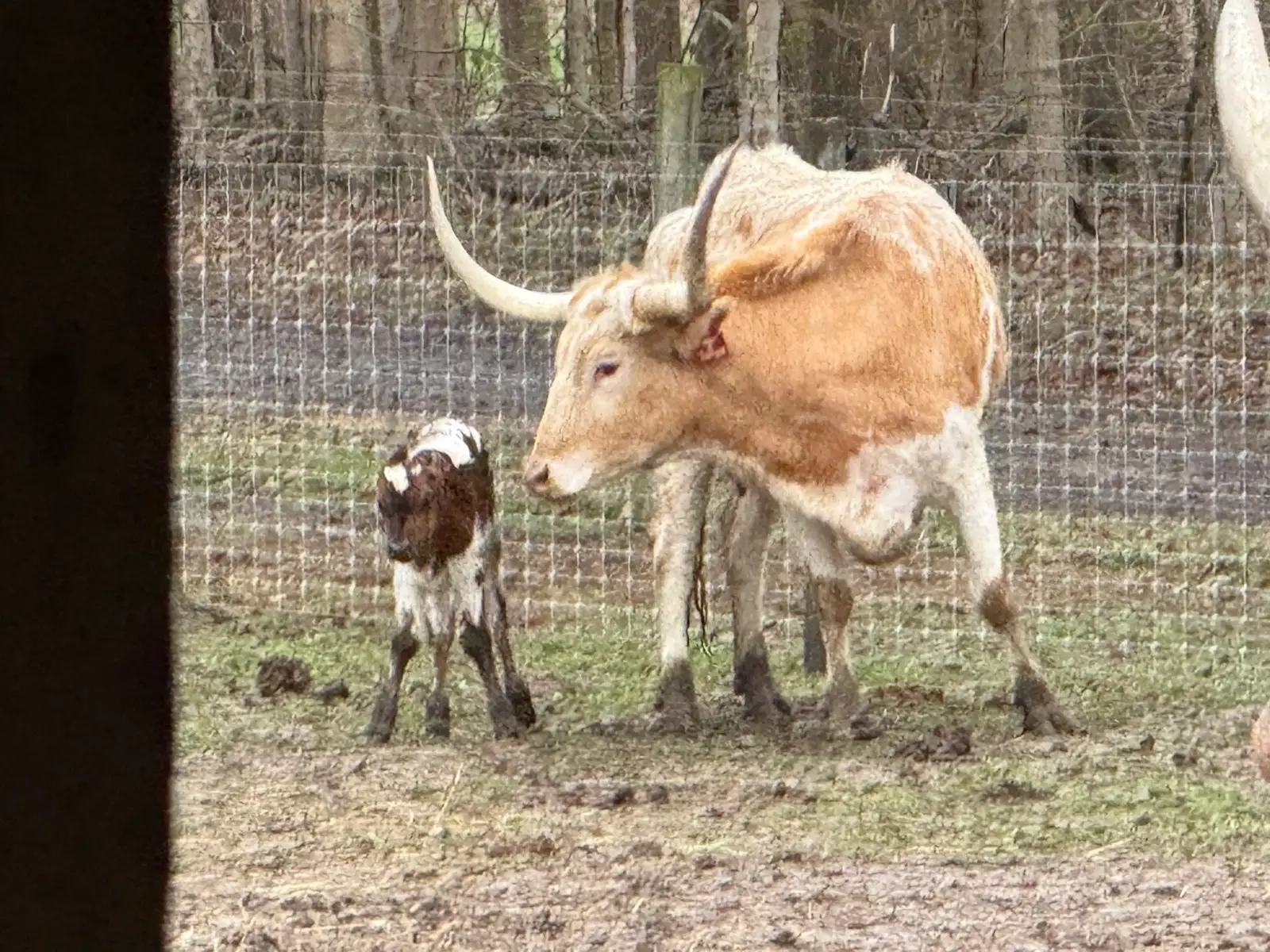 Calves We've Raised at Fun-EE Farm Longhorns
