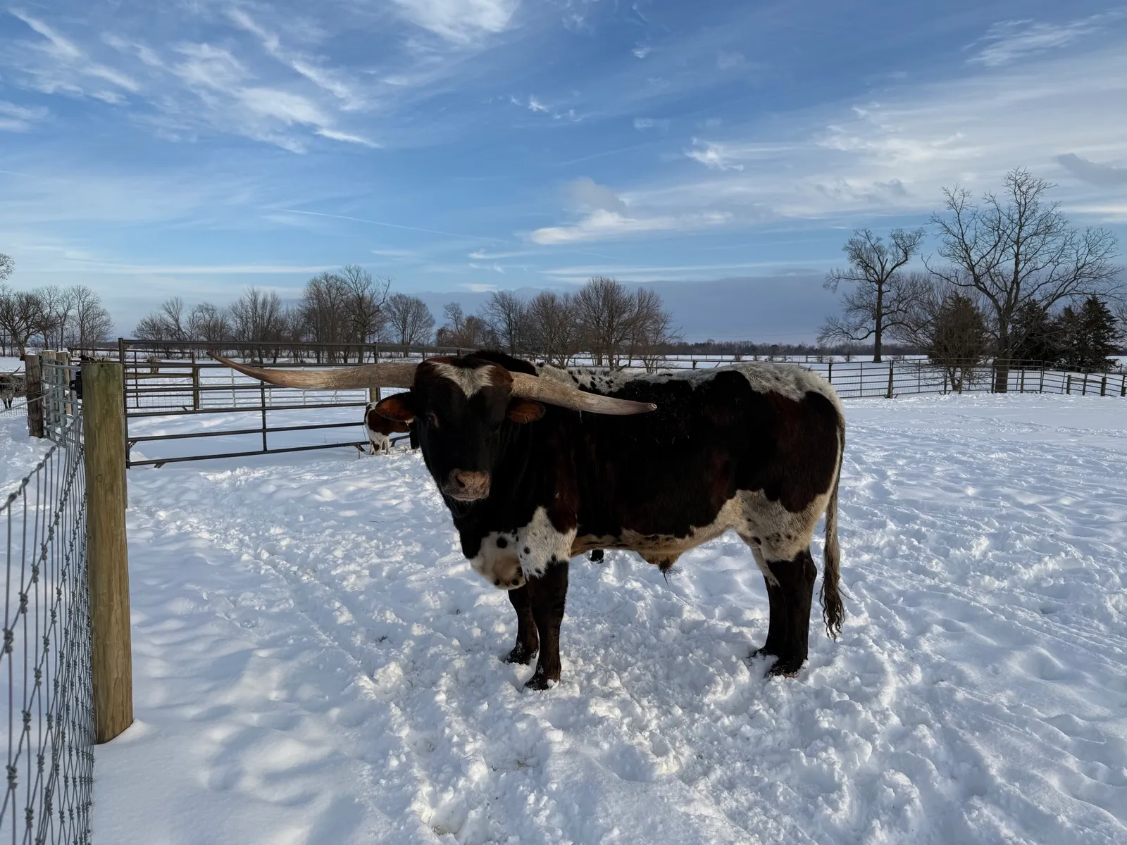 LK Rodeo Tuff Chex, brindle-and-white Texas Longhorn bull