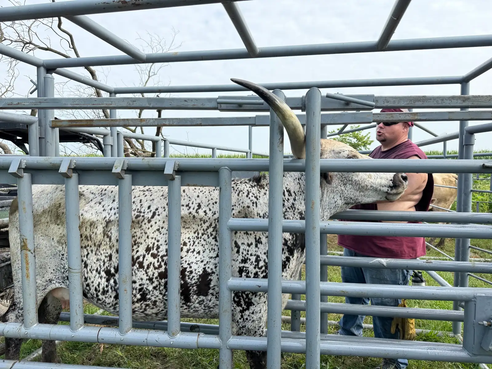 Life on the Farm at Fun-EE Farm Longhorns